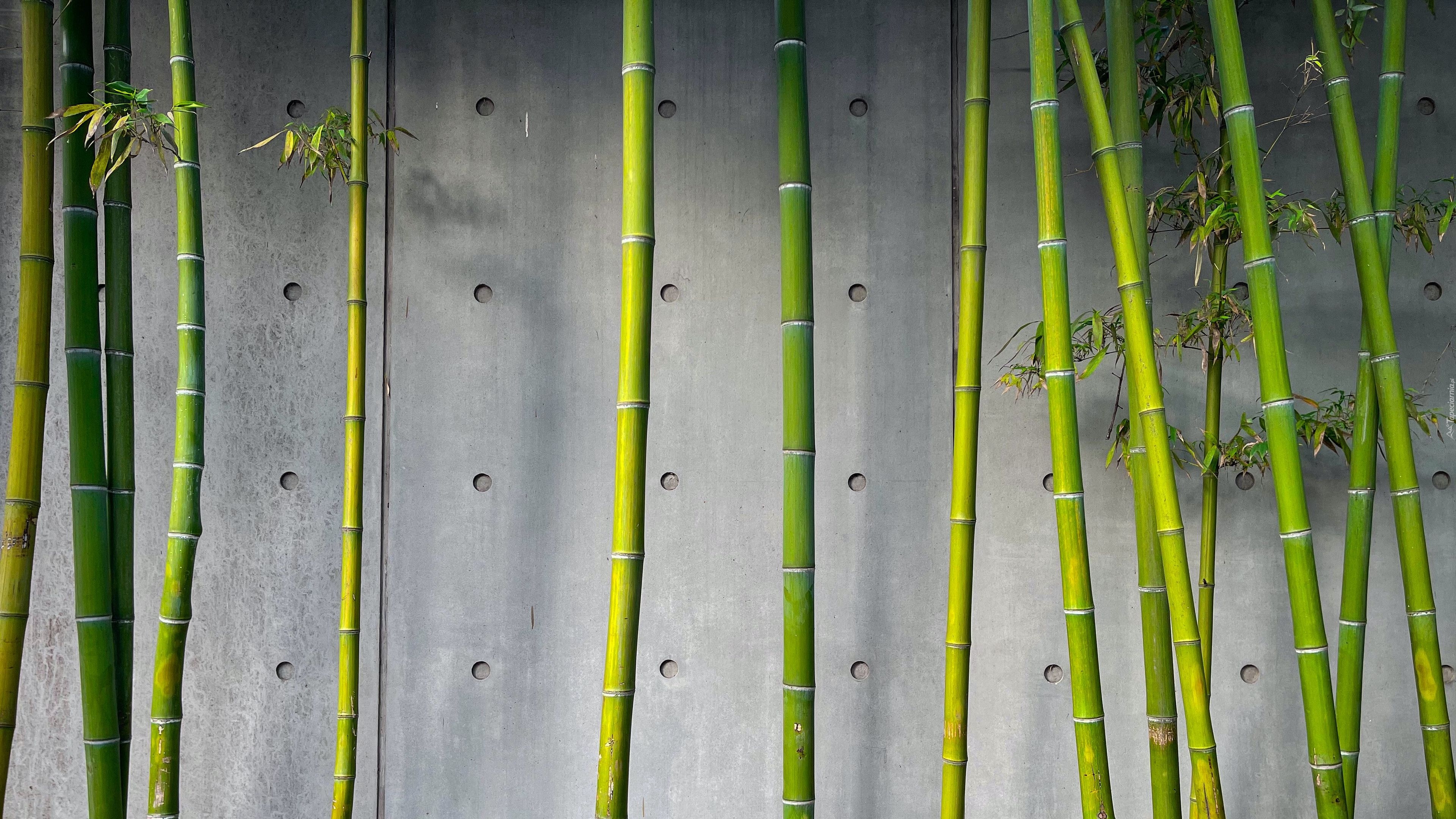 Bambus, Łodygi, Roślina, Ściana
