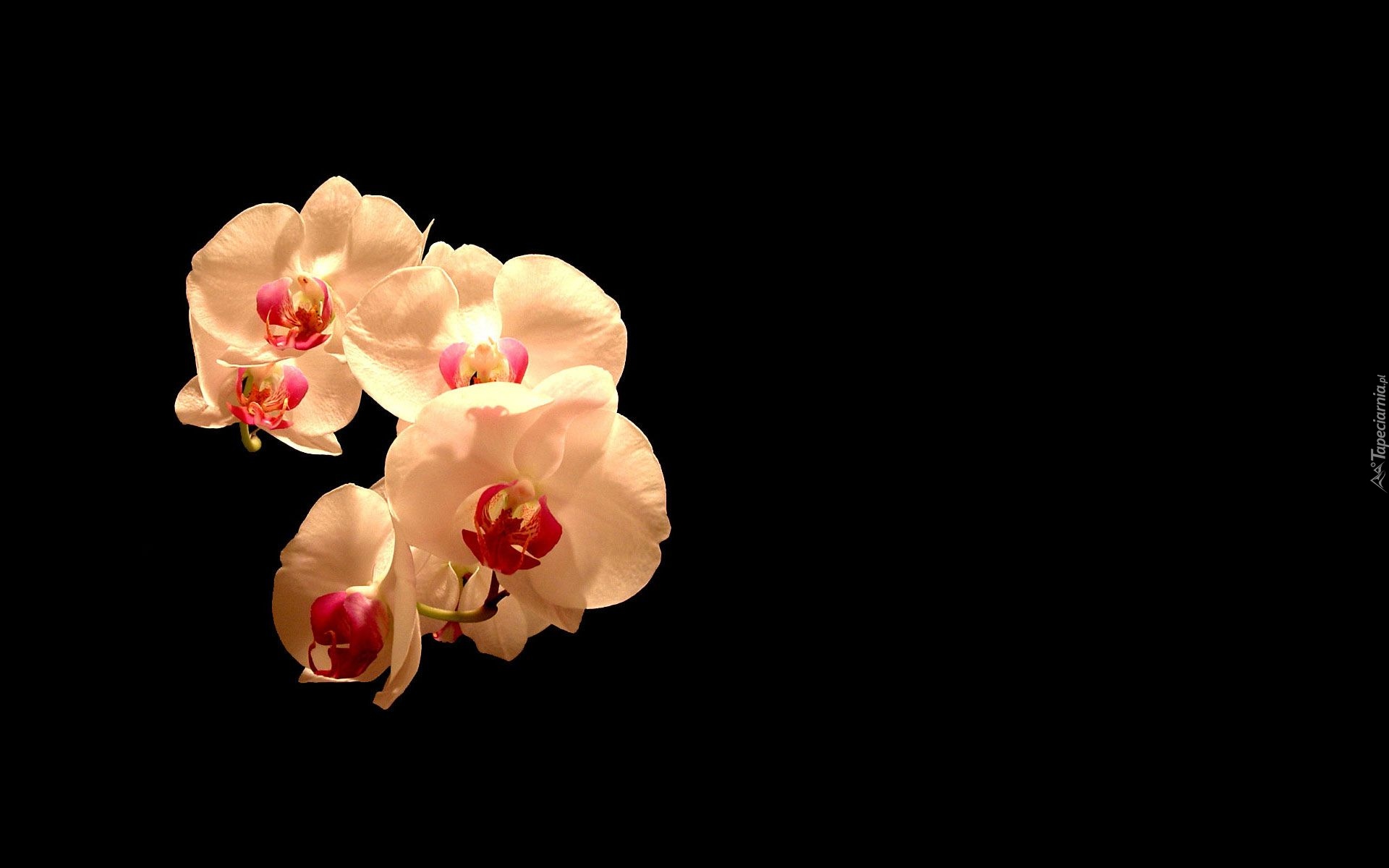 Kwiaty, Orchidea, Storczyki
