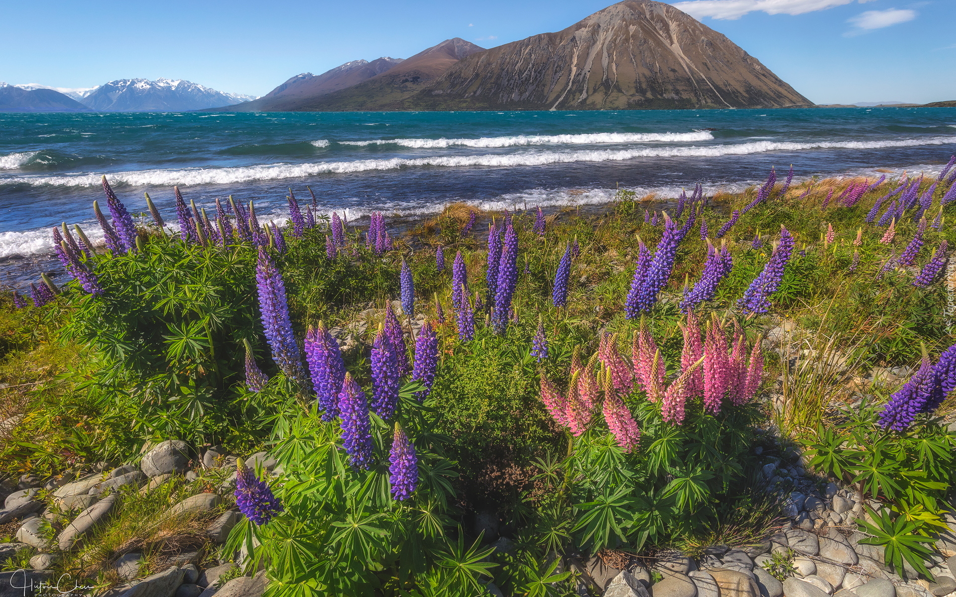 Góry, Jezioro Ohau, Kwiaty, Łubin, Nowa Zelandia