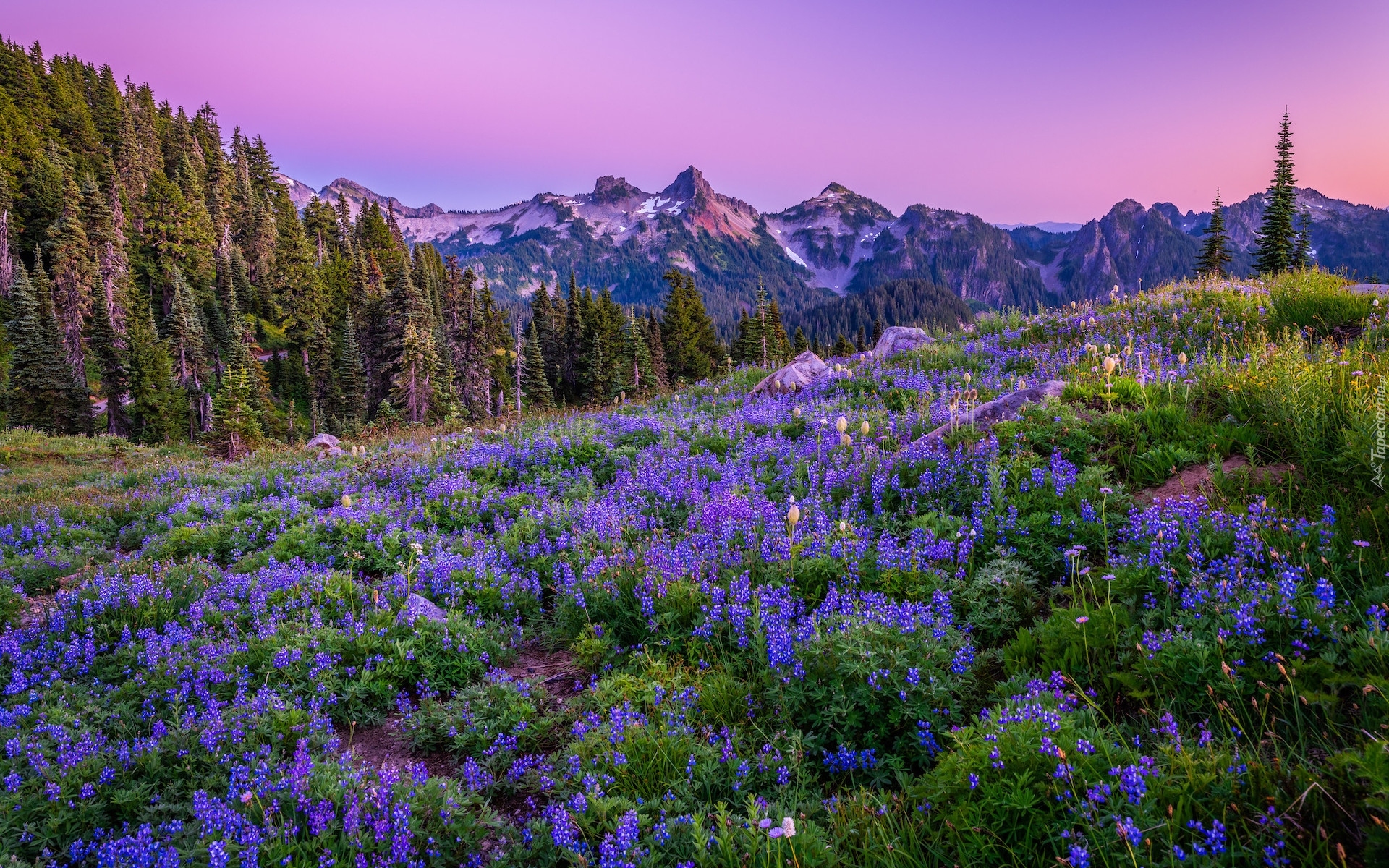 Góry, Drzewa, Łąka, Kwiaty, Łubiny, Park Narodowy Mount Rainier, Stan Waszyngton, Stany Zjednoczone