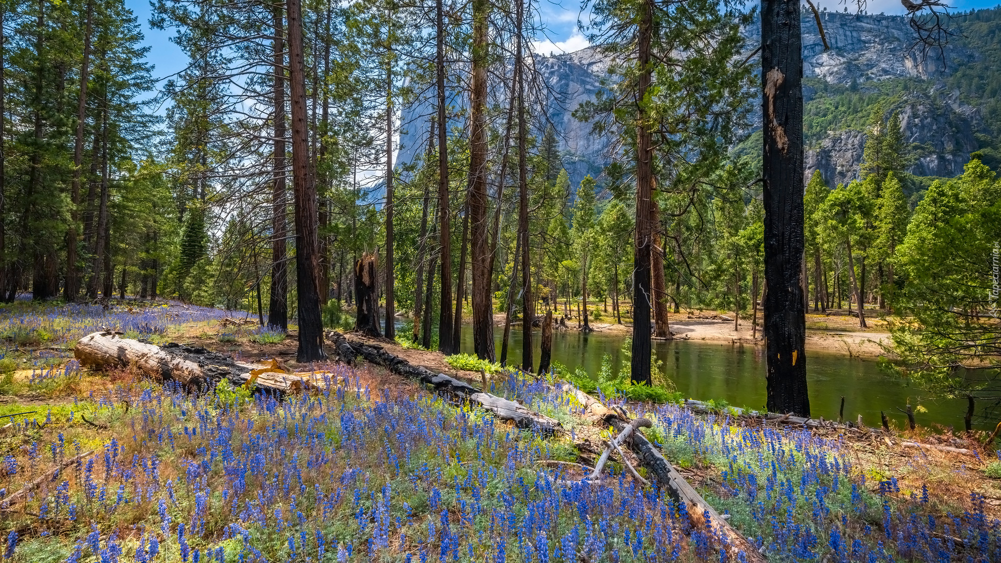 Wiosna, Las, Drzewa, Kwiaty, Łubin, Góry, Rzeka, Merced River, Park Narodowy Yosemite, Kalifornia, Stany Zjednoczone
