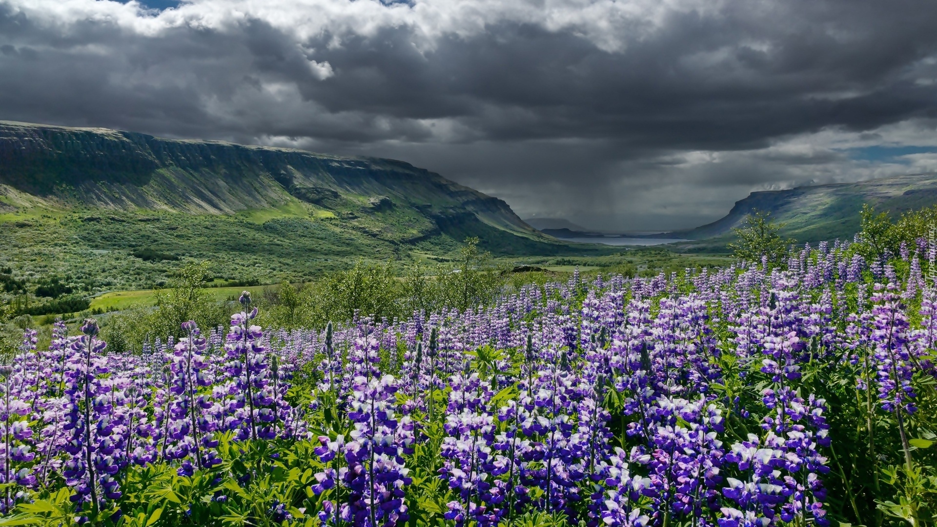 Islandia, Fioletowe, Kwiaty, Łubin, Góry, Chmury