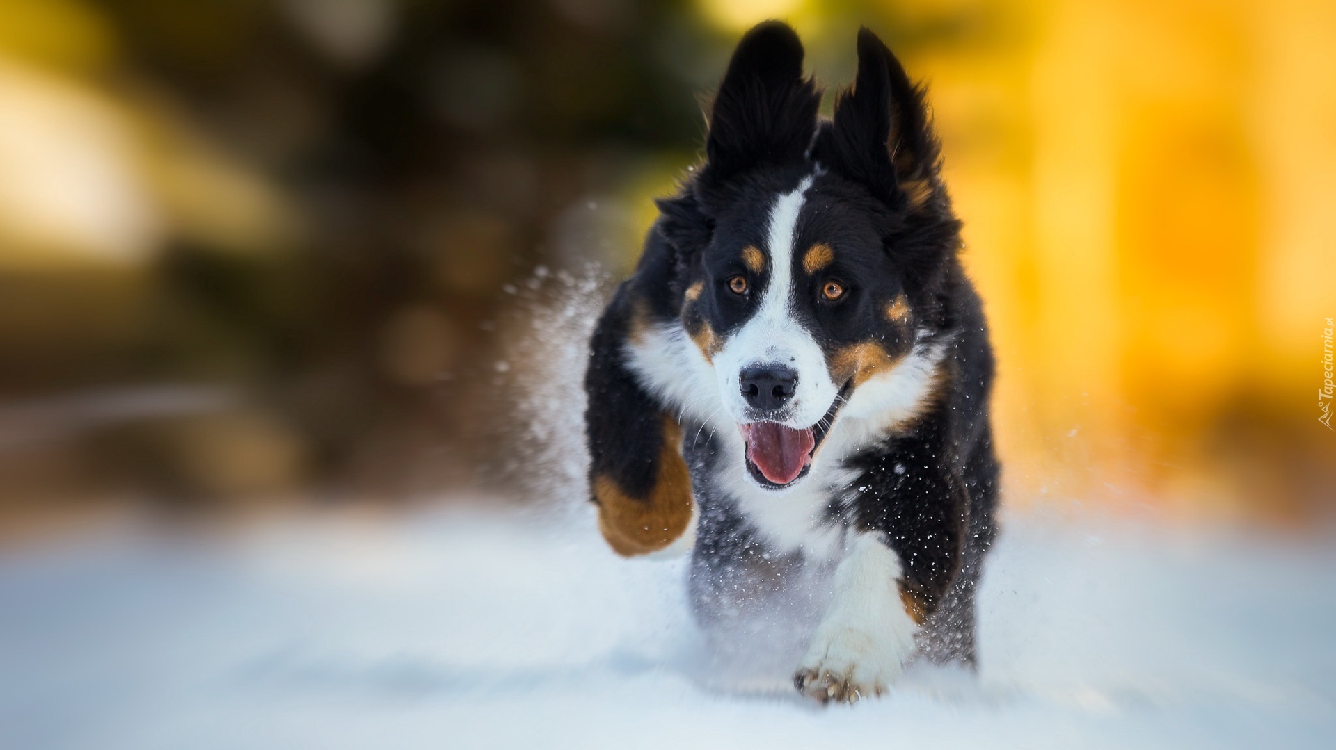 Berneński pies pasterski, Szczeniak, Bieg, Śnieg