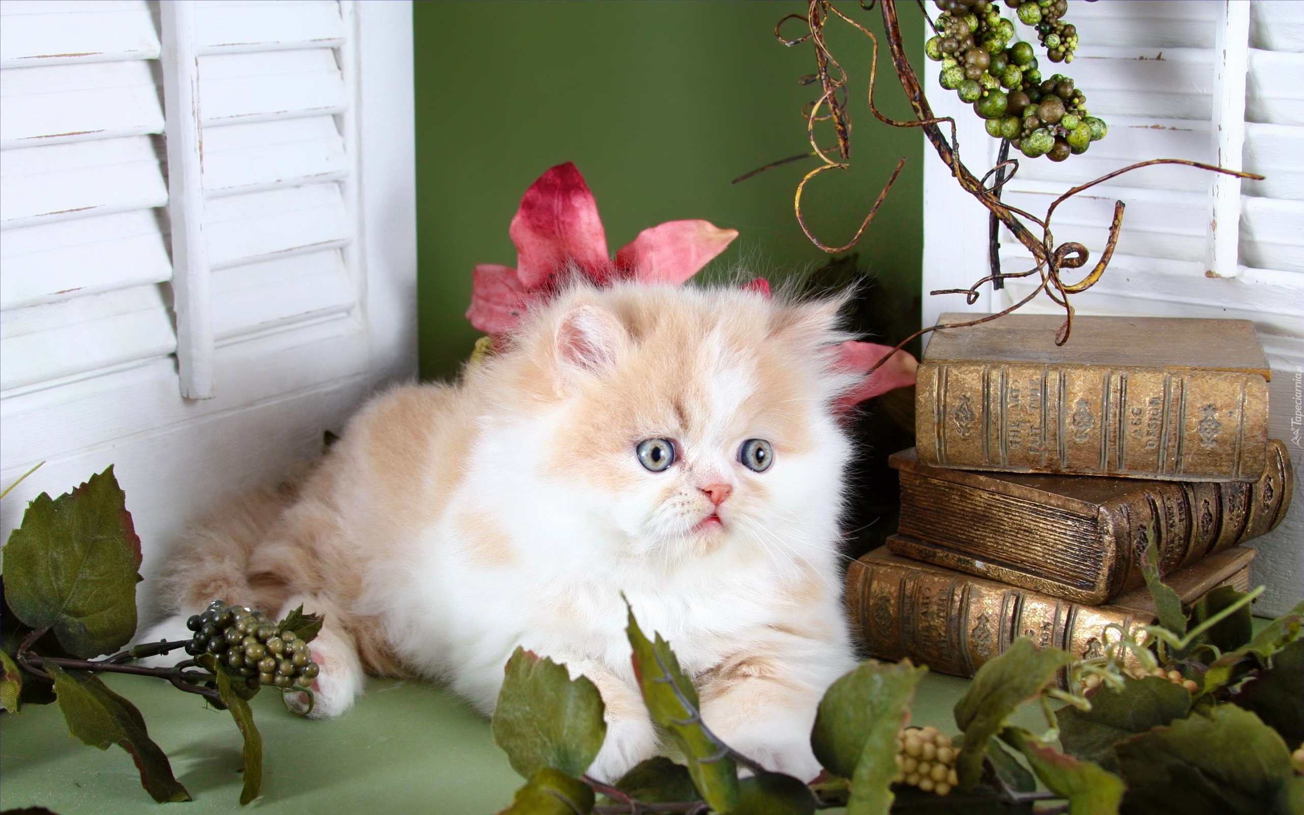 Mały, Kot perski, Książki