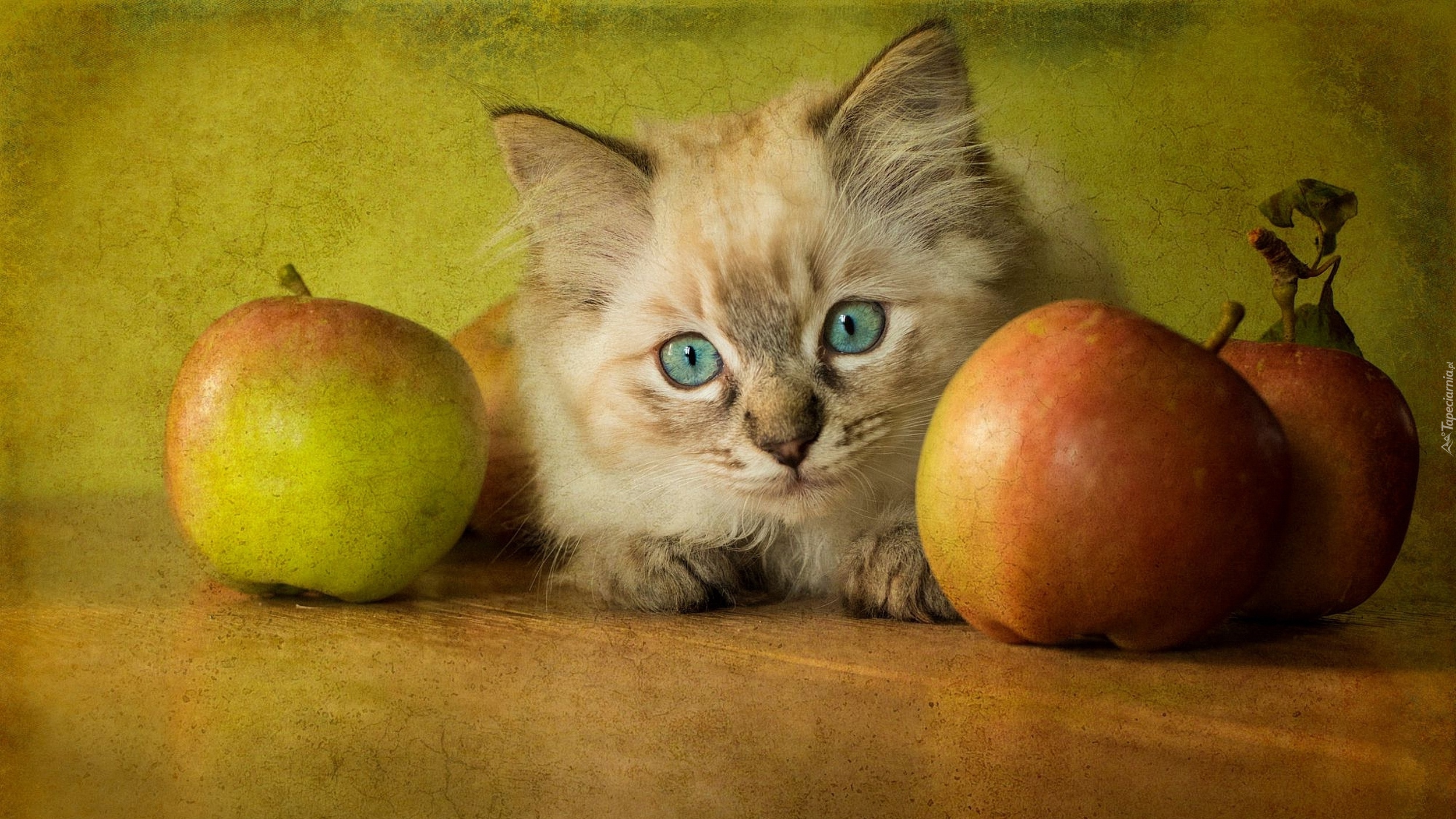 Kot, Jabłka