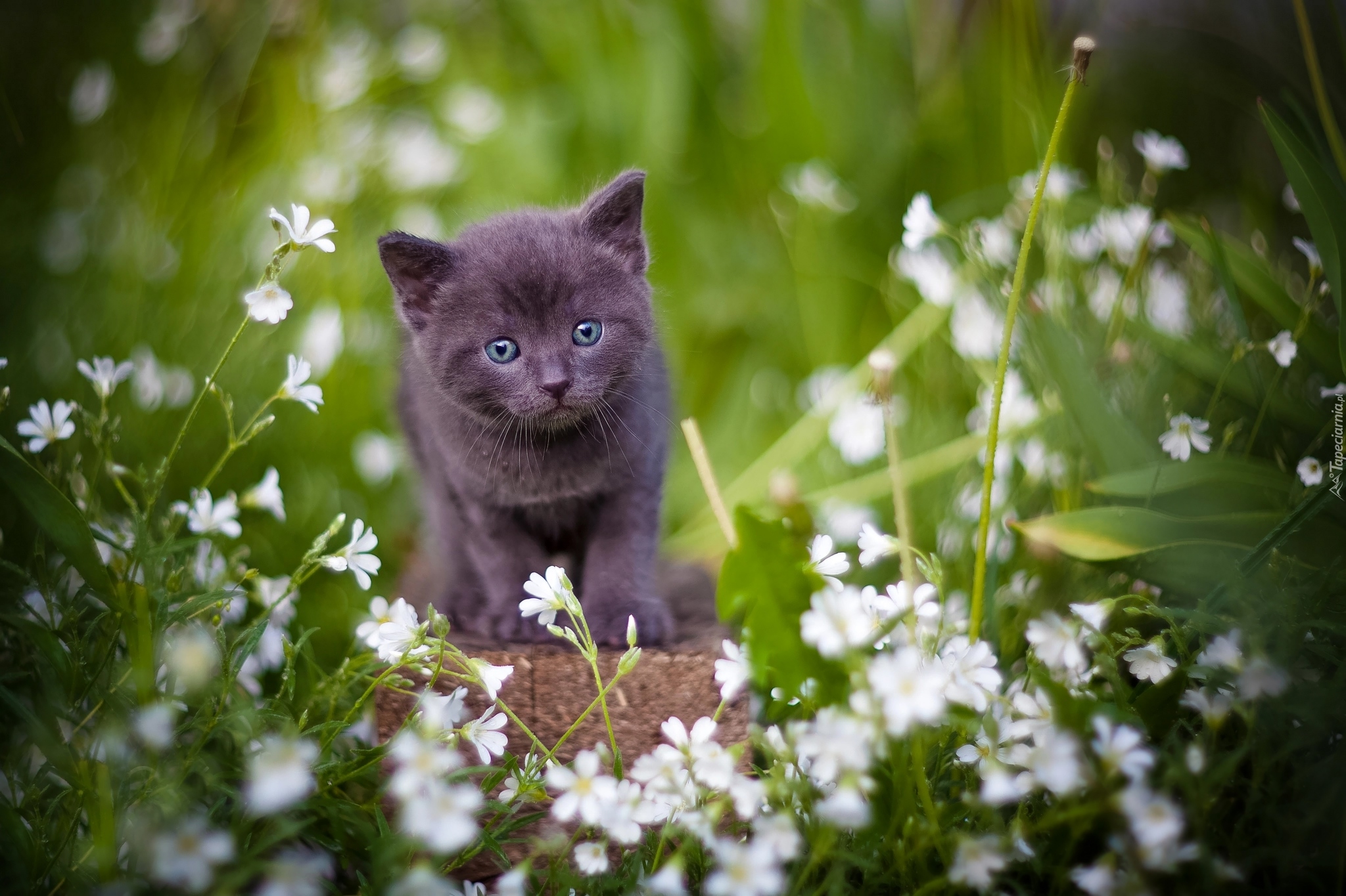 Mały, Kotek, Białe, Kwiatki