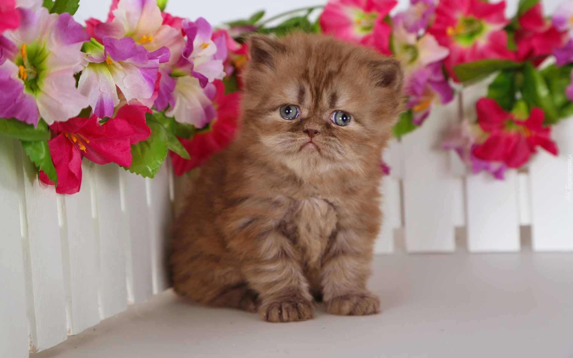 Mały, Kotek, Kwiaty, Płotek, Kot perski