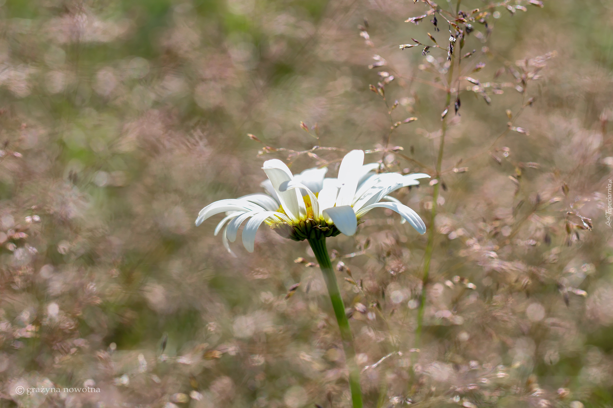 Margerytka, Trawa, Biały, Kwiat