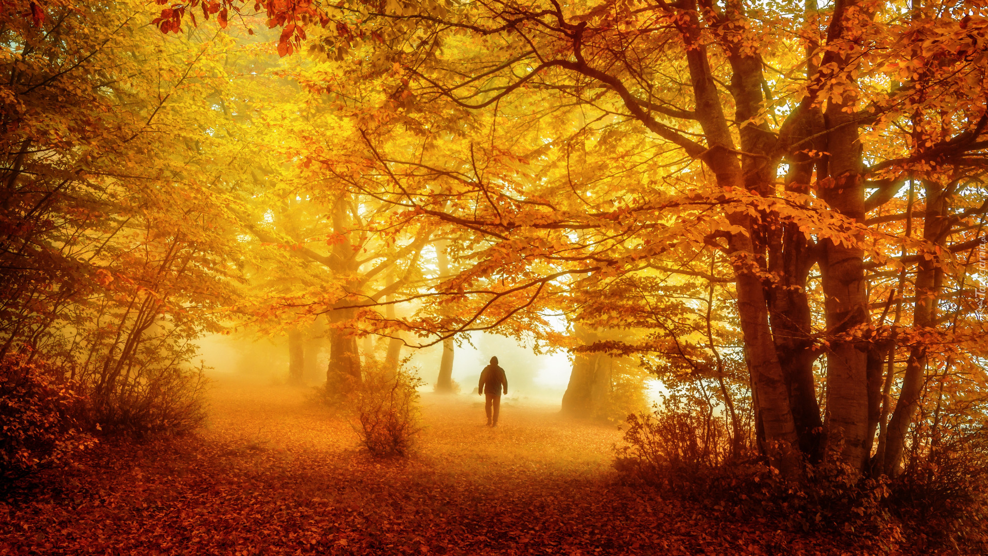Jesień, Mgła, Mężczyzna, Drzewa, Las