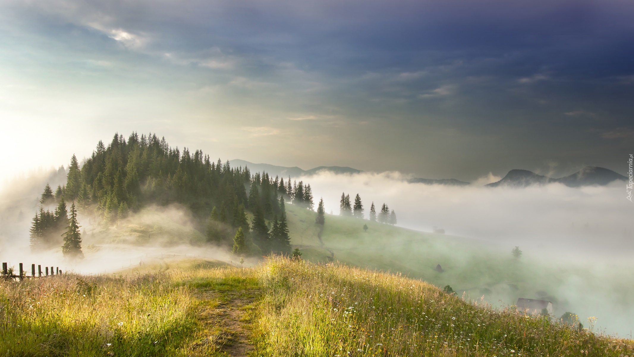 Ukraina, Ścieżka, Góry Karpaty, Poranek, Mgła, Drzewa