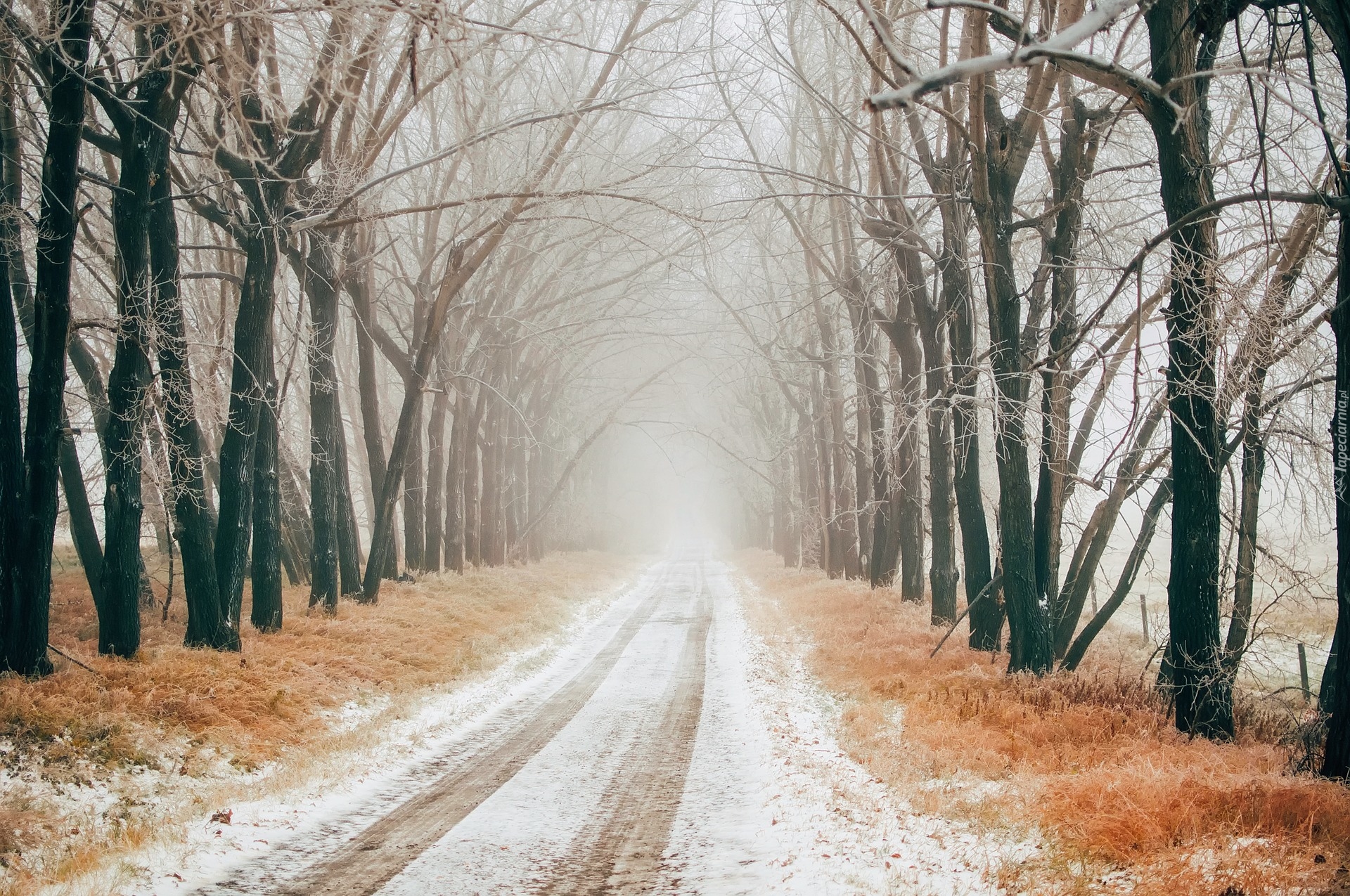 Zima, Droga, Mgła, Drzewa