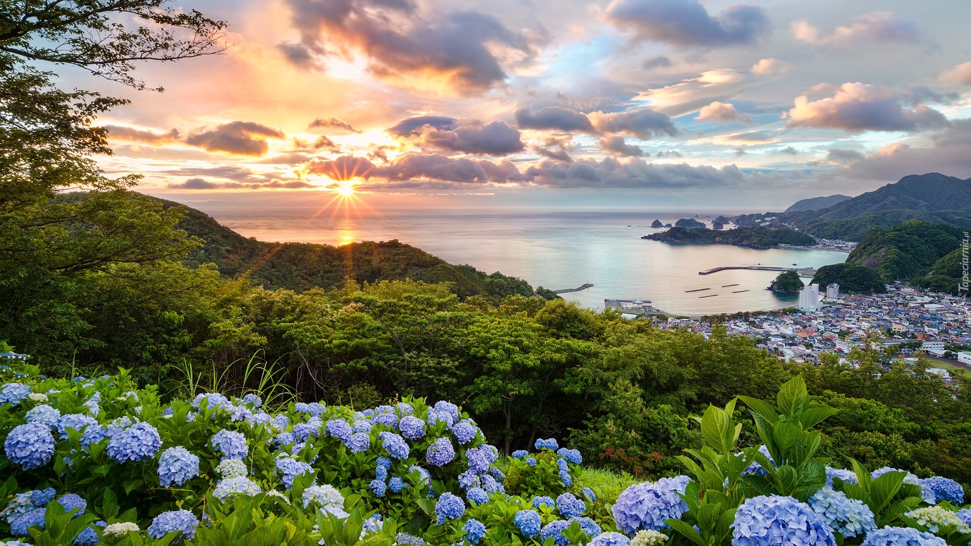 Japonia, Wyspa Honsiu, Miasto Matsuzaki, Hortensje, Wzgórze, Morze, Wschód słońca