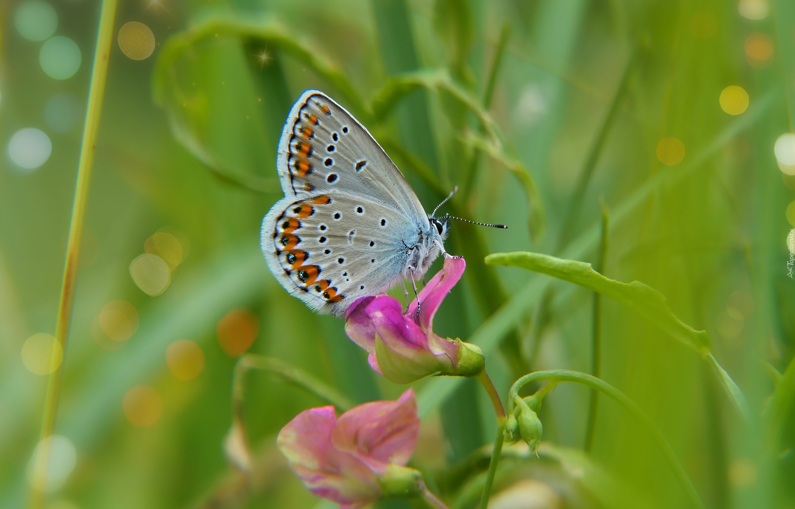 Modraszek ikar, Samiec, Motyl, Kwiat