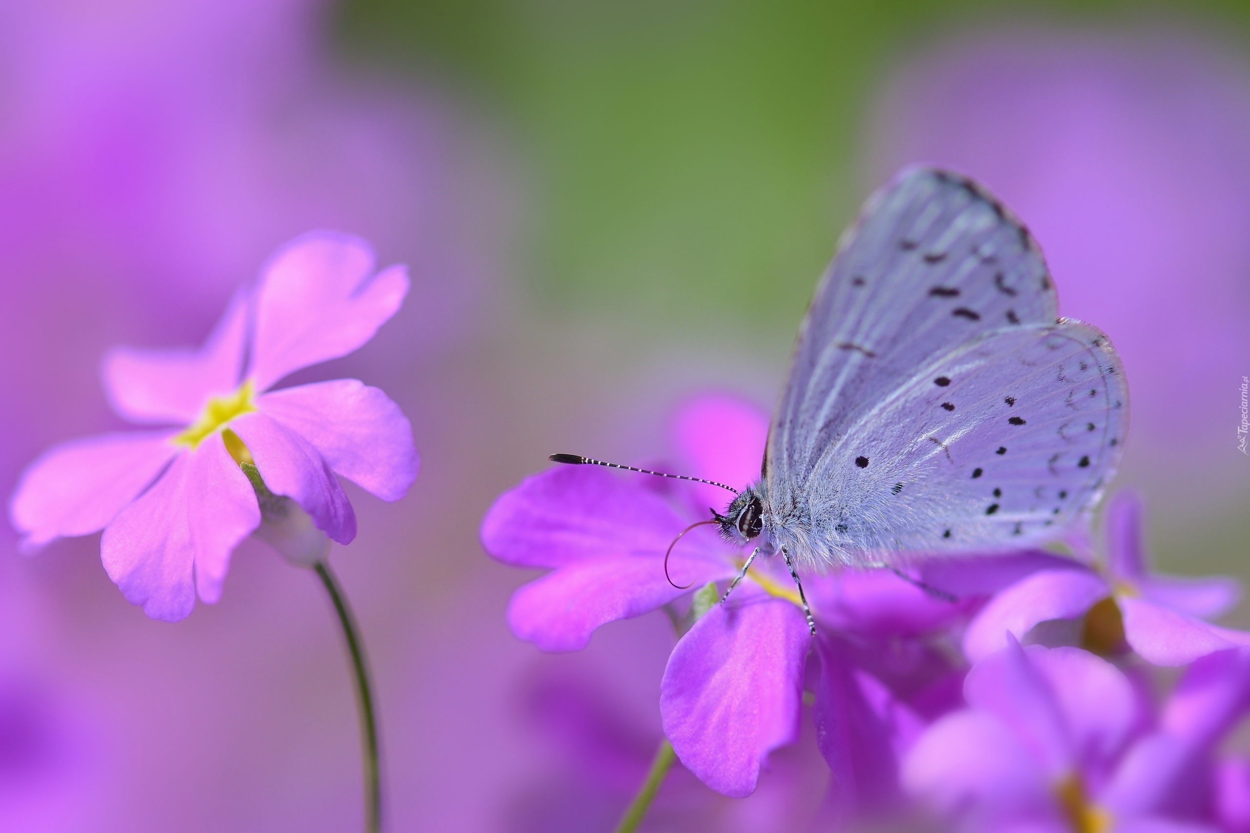 Motyl, Modraszek wieszczek, Kwiaty, Makro