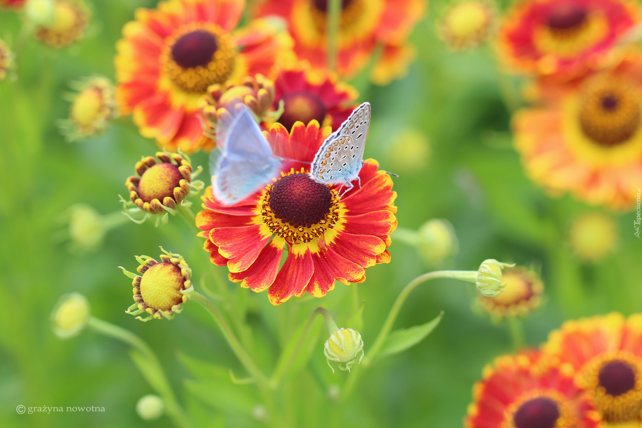 Dzielżan ogrodowy, Czerwone, Kwiaty, Motyle, Modraszki