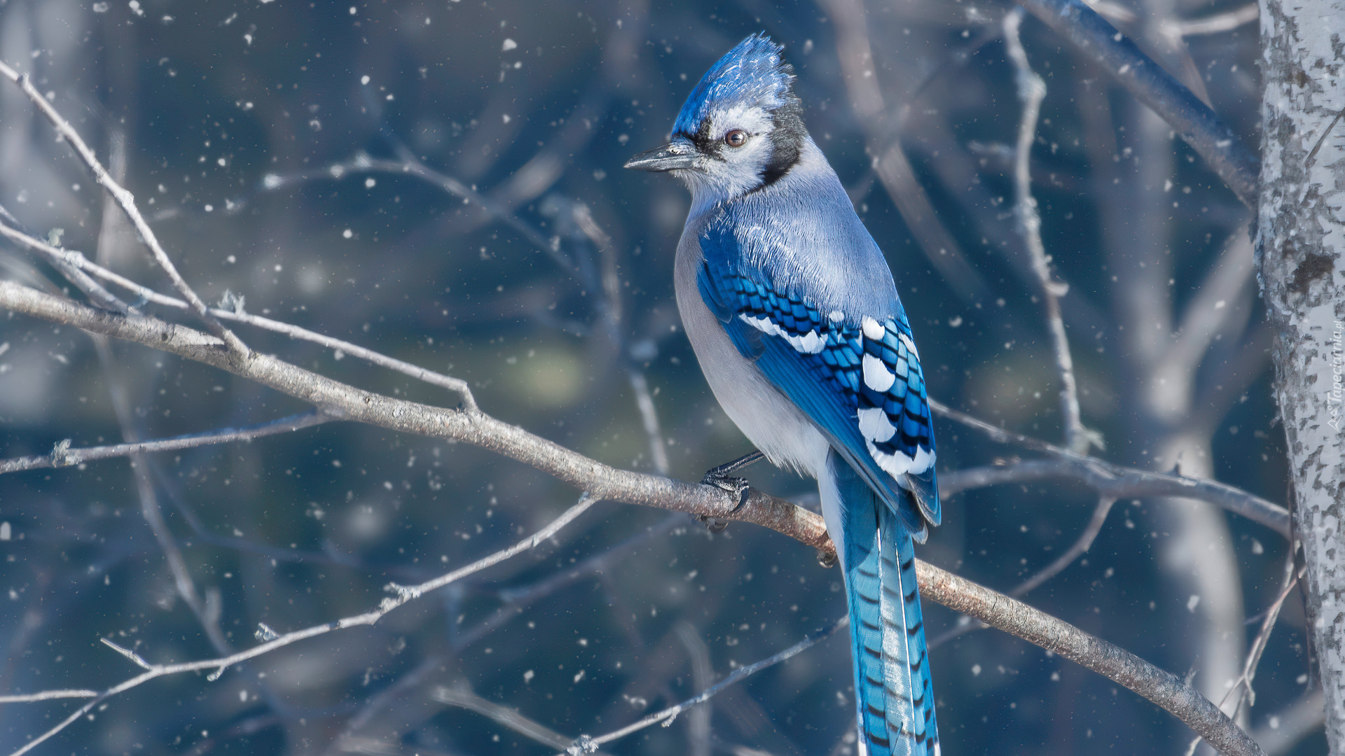 Ptak, Modrosójka błękitna, Gałęzie, Płatki, Śniegu
