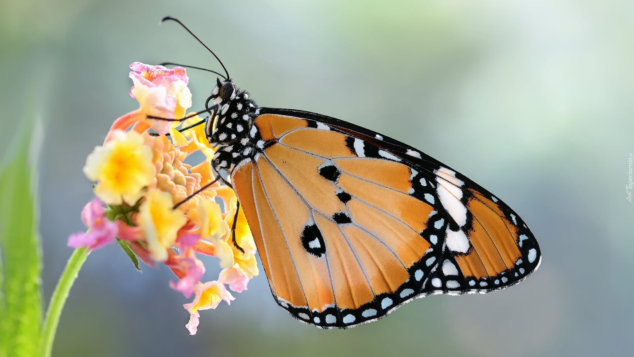 Motyl, Monarcha złocisty, Makro, Roślina, Kwiat