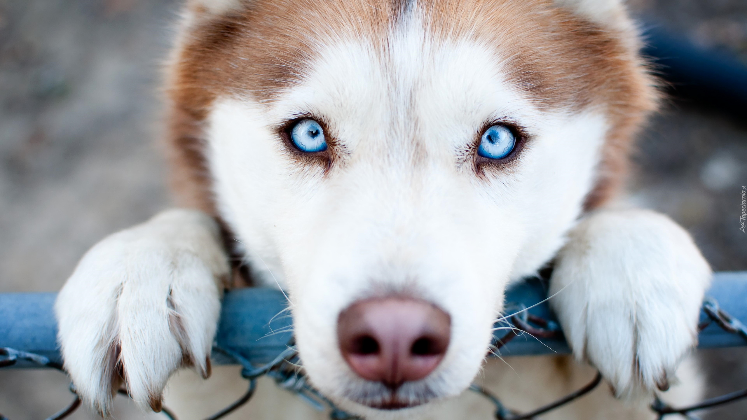 Pies, Siberian husky, Niebieskie, Oczy