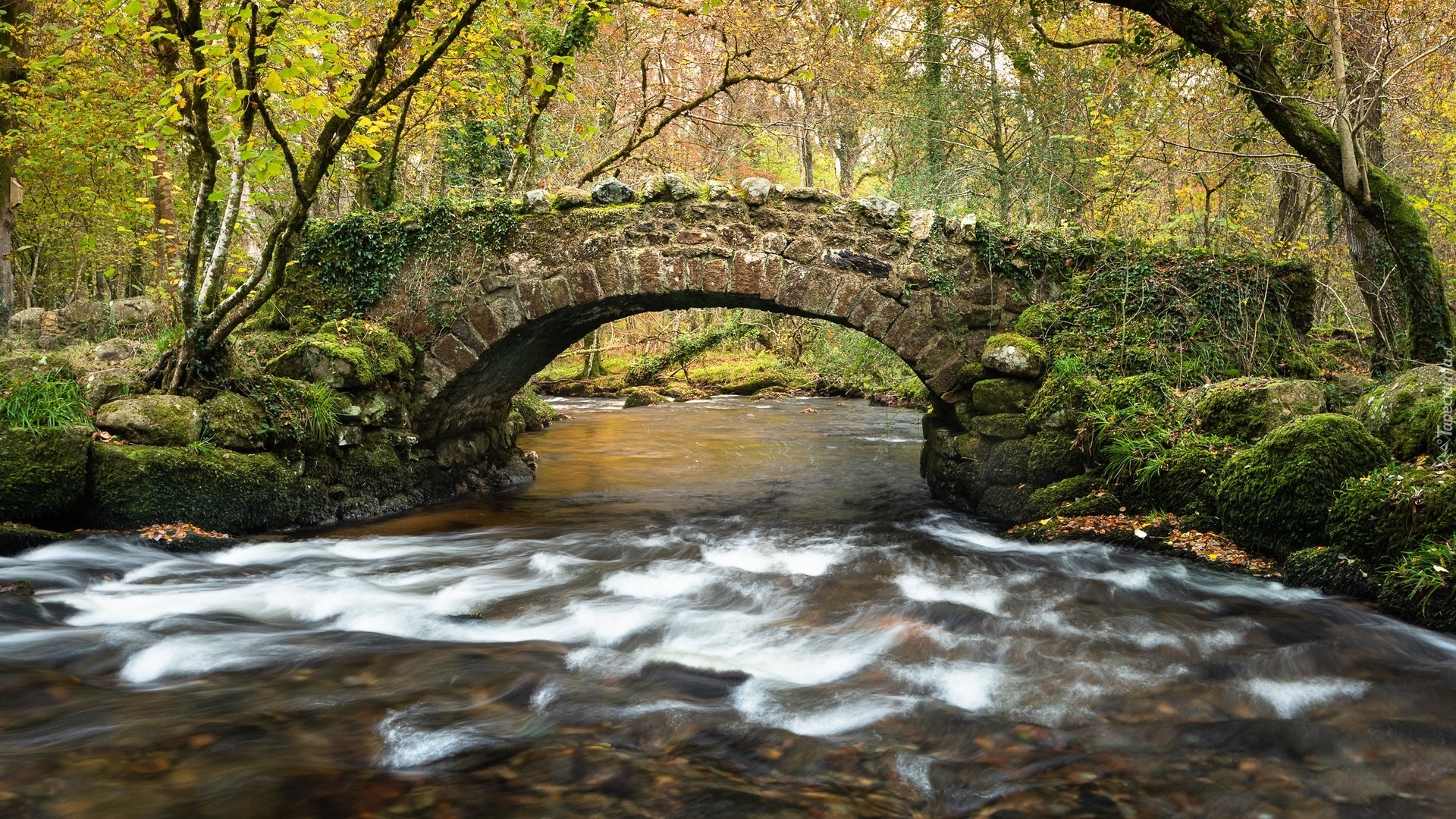 Rzeka, River Bovey, Kamienny, Most, Hisley Bridge, Omszałe, Kamienie, Drzewa, Dartmoor, Anglia