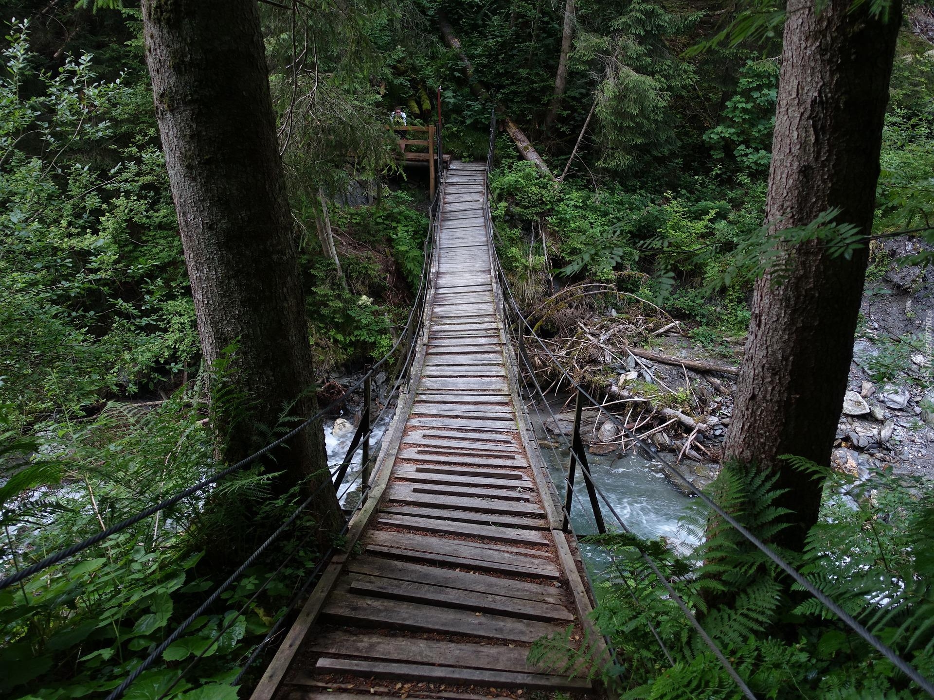 Most wiszący Las, Drzewa, Potok