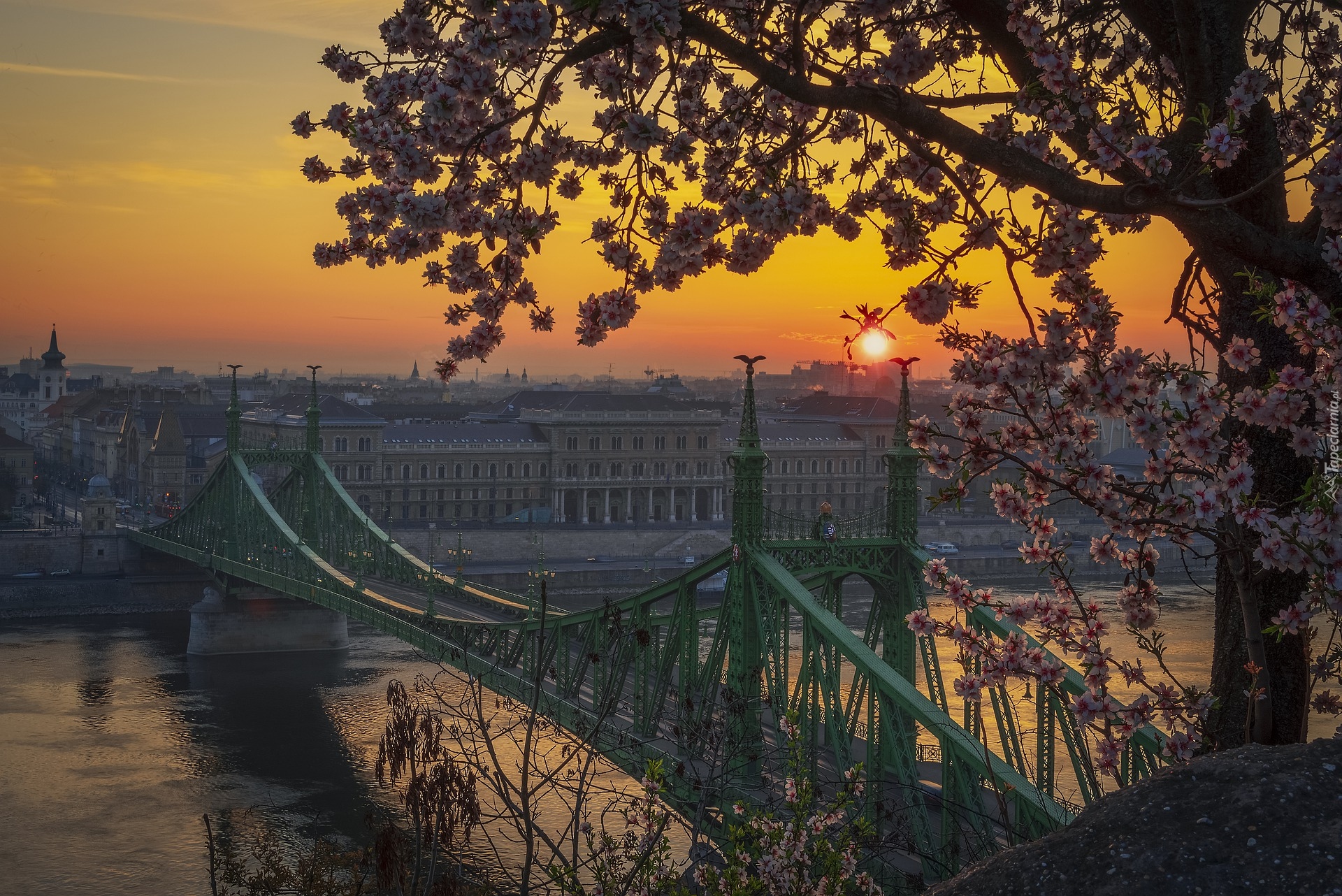 Budowle, Most Wolności, Budapeszt, Rzeka, Dunaj, Węgry, Wschód słońca, Drzewo