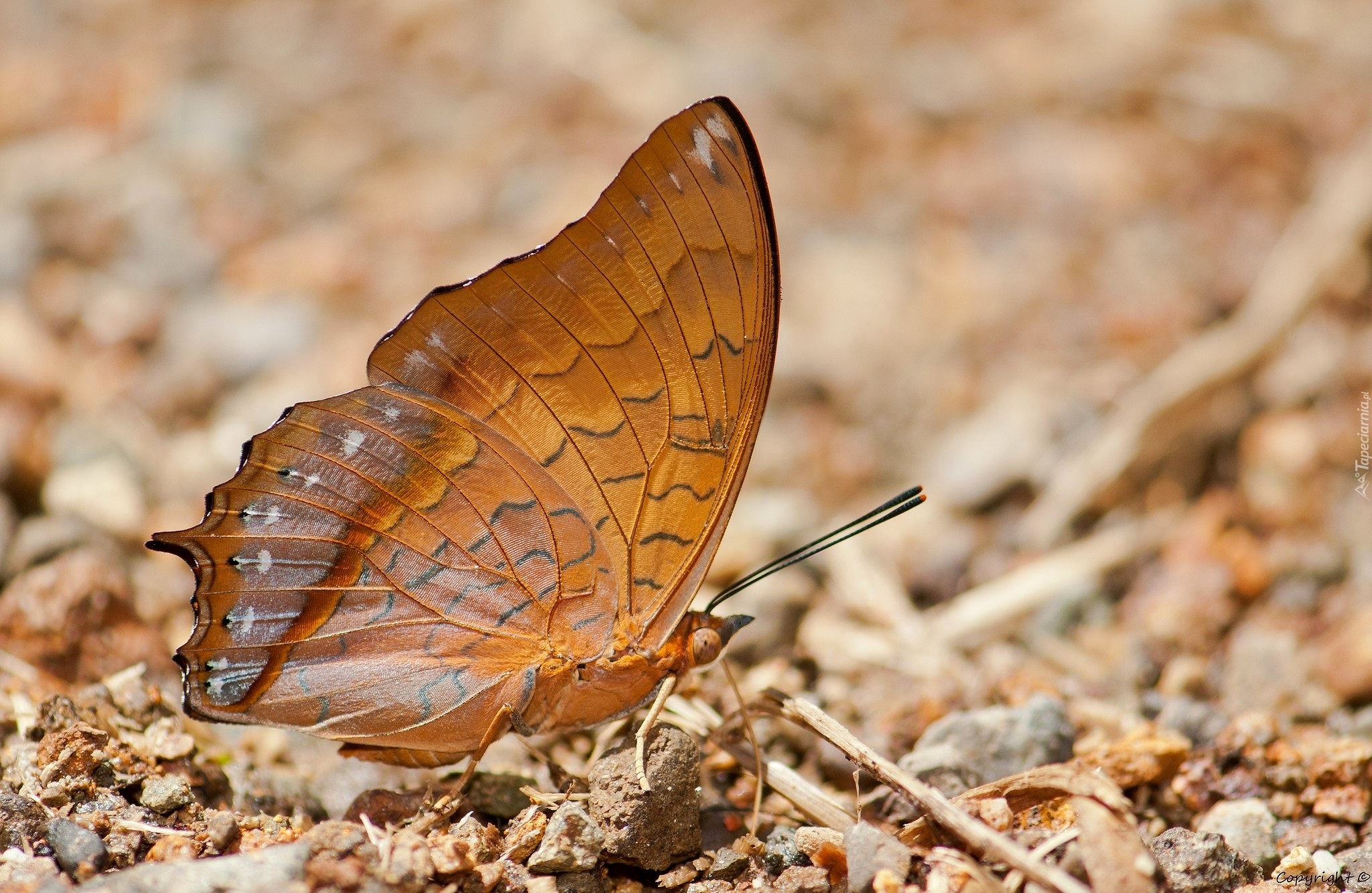 Brązowy, Motyl, Charaxes affinis