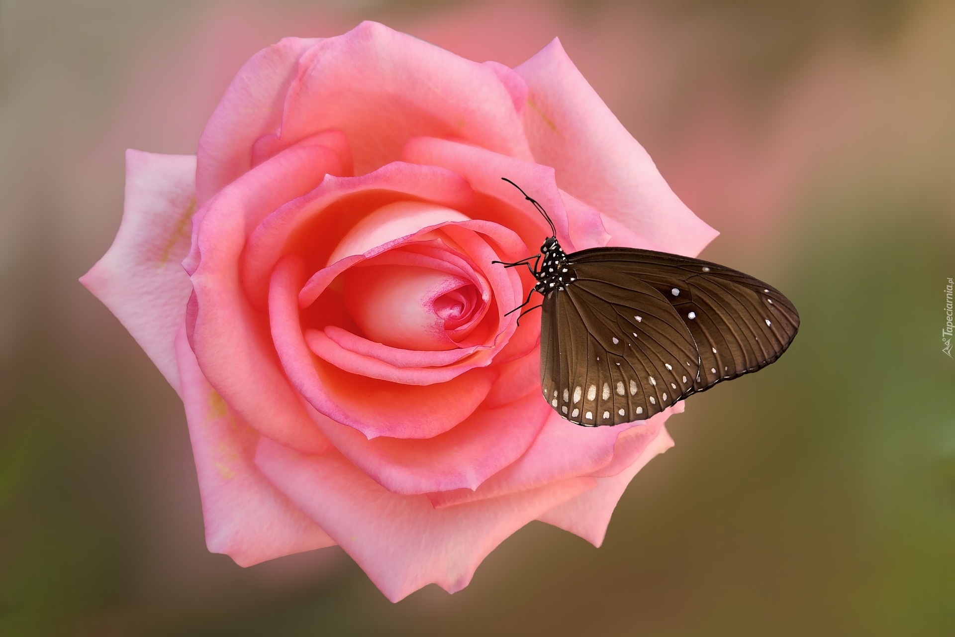 Kwiat, Róża, Różowa, Motyl Euploea core
