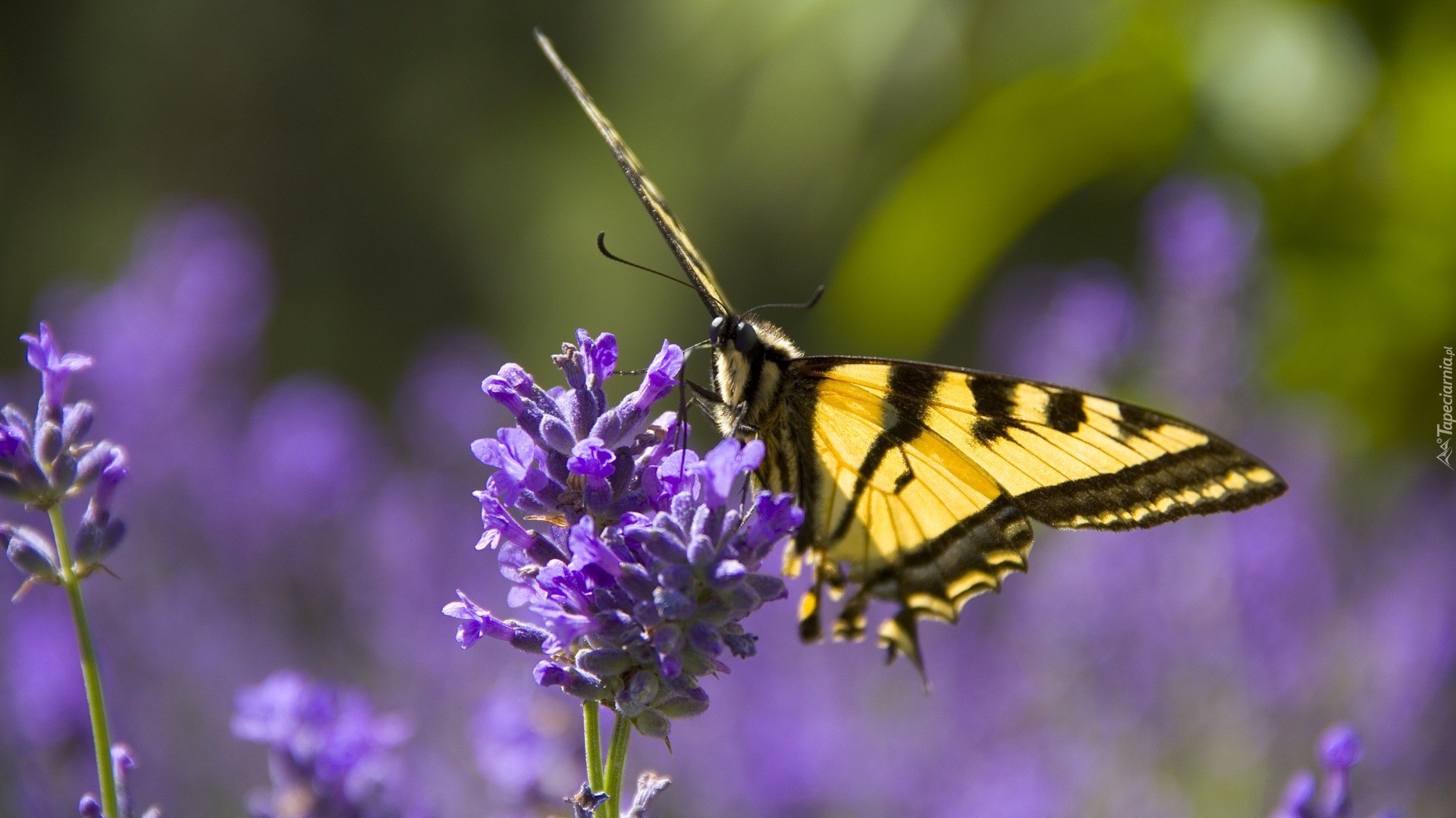 Motyl monarha,  Lawenda wąskolistna