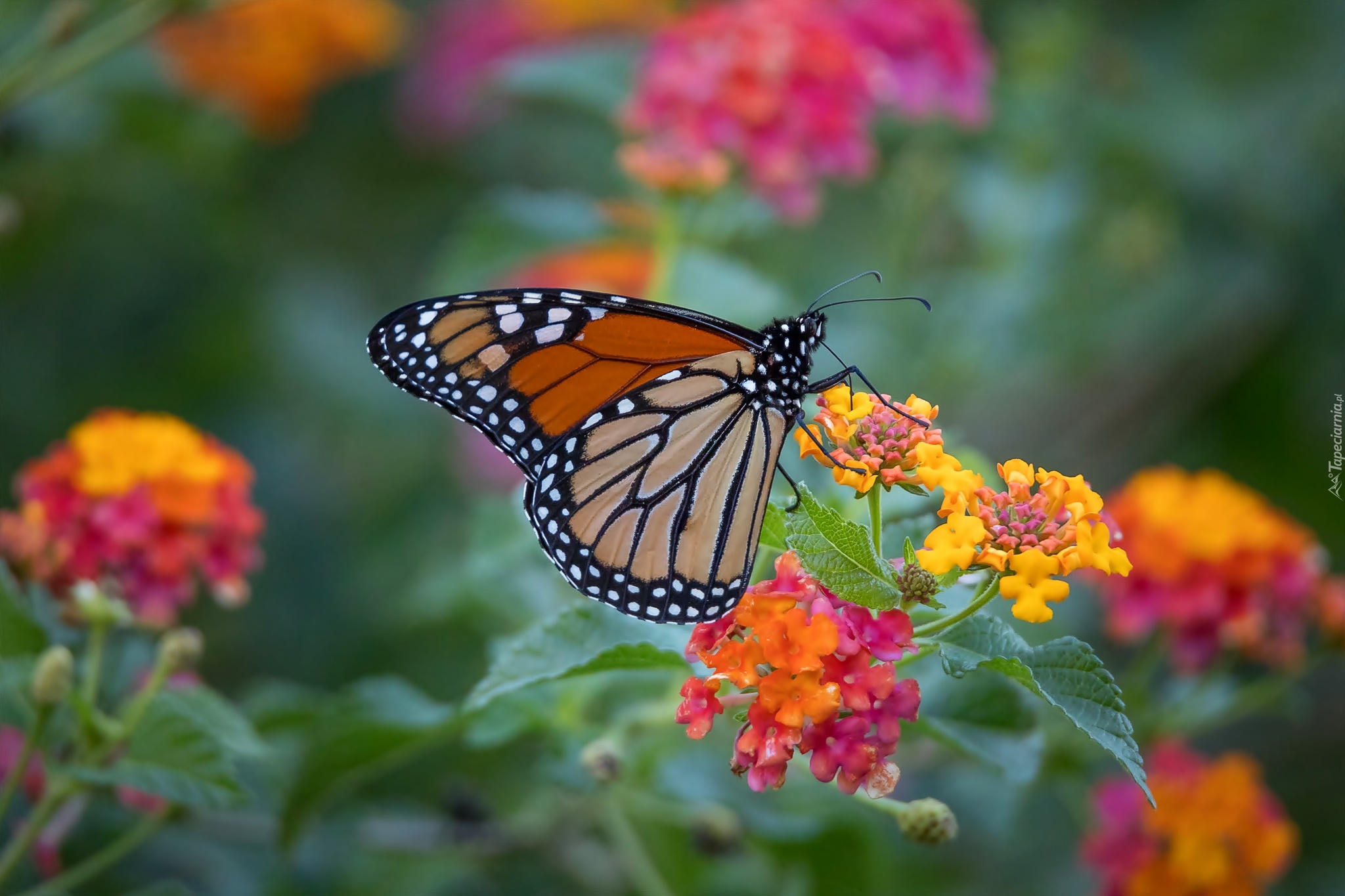 Motyl monarcha, Kwiaty
