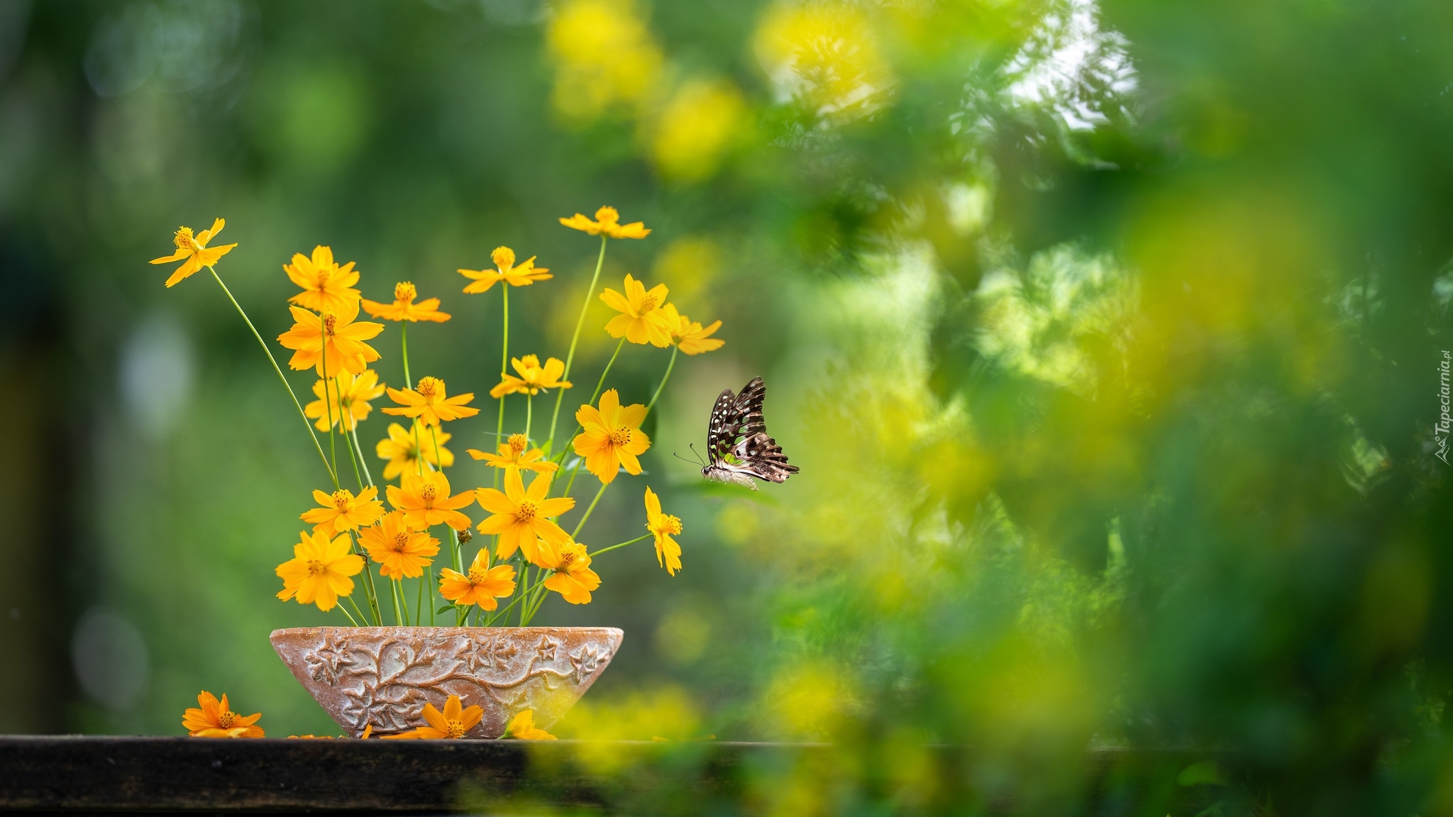 Kwiaty, Żółte, Motyl, Doniczka