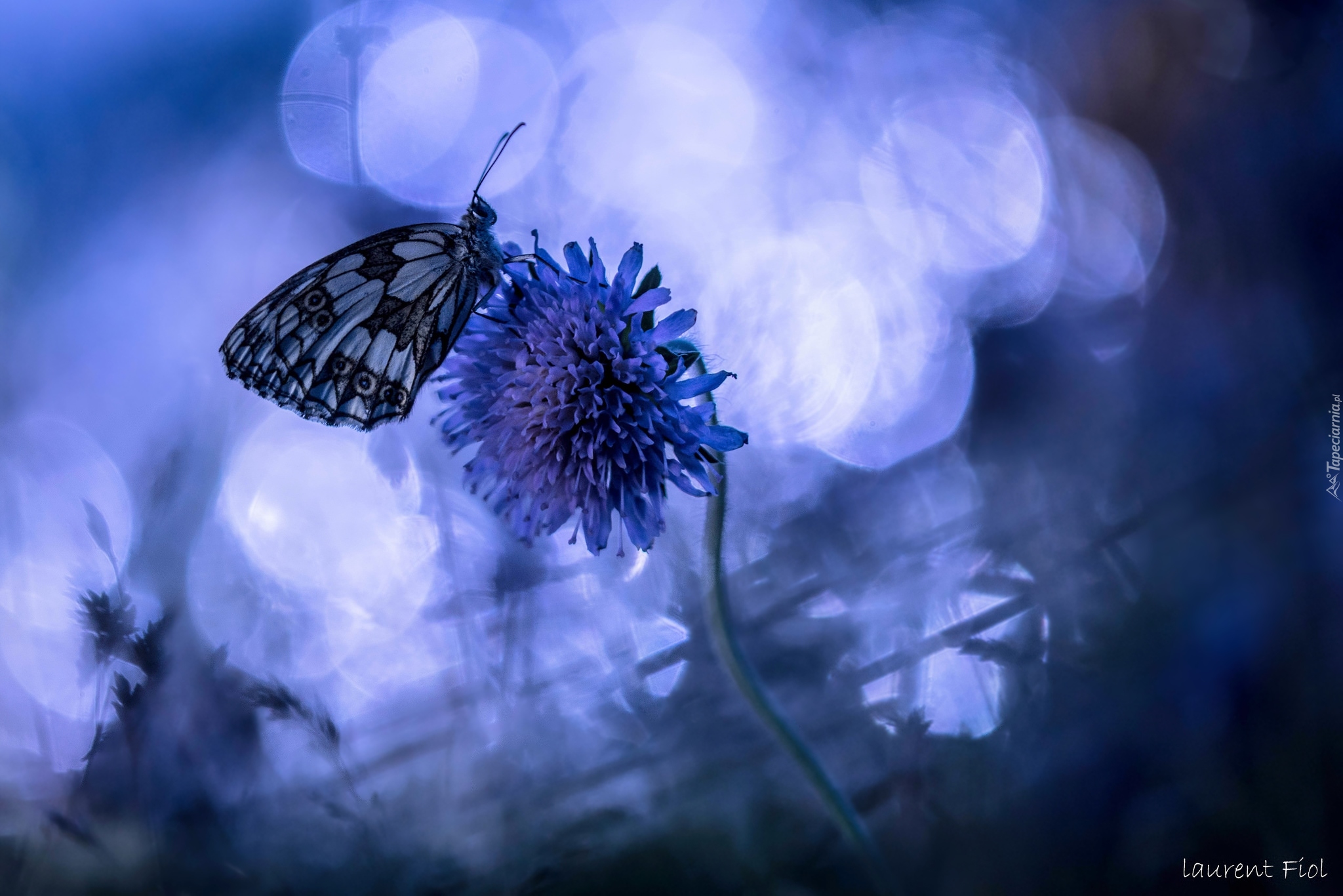 Motyl, Kwiat, Niebieskie tło