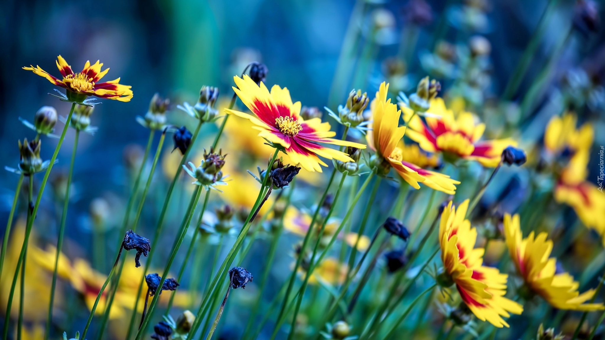 Kwiaty, Nachyłki Ladybird, łąka