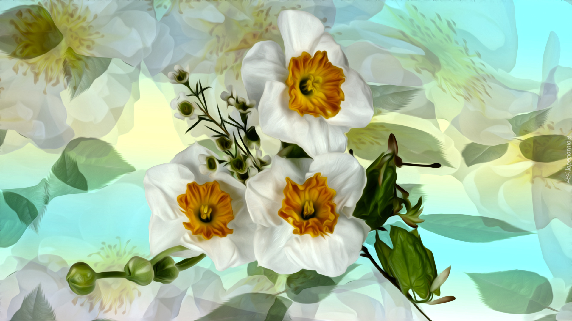 Kwiaty, Narcyzy, Grafika