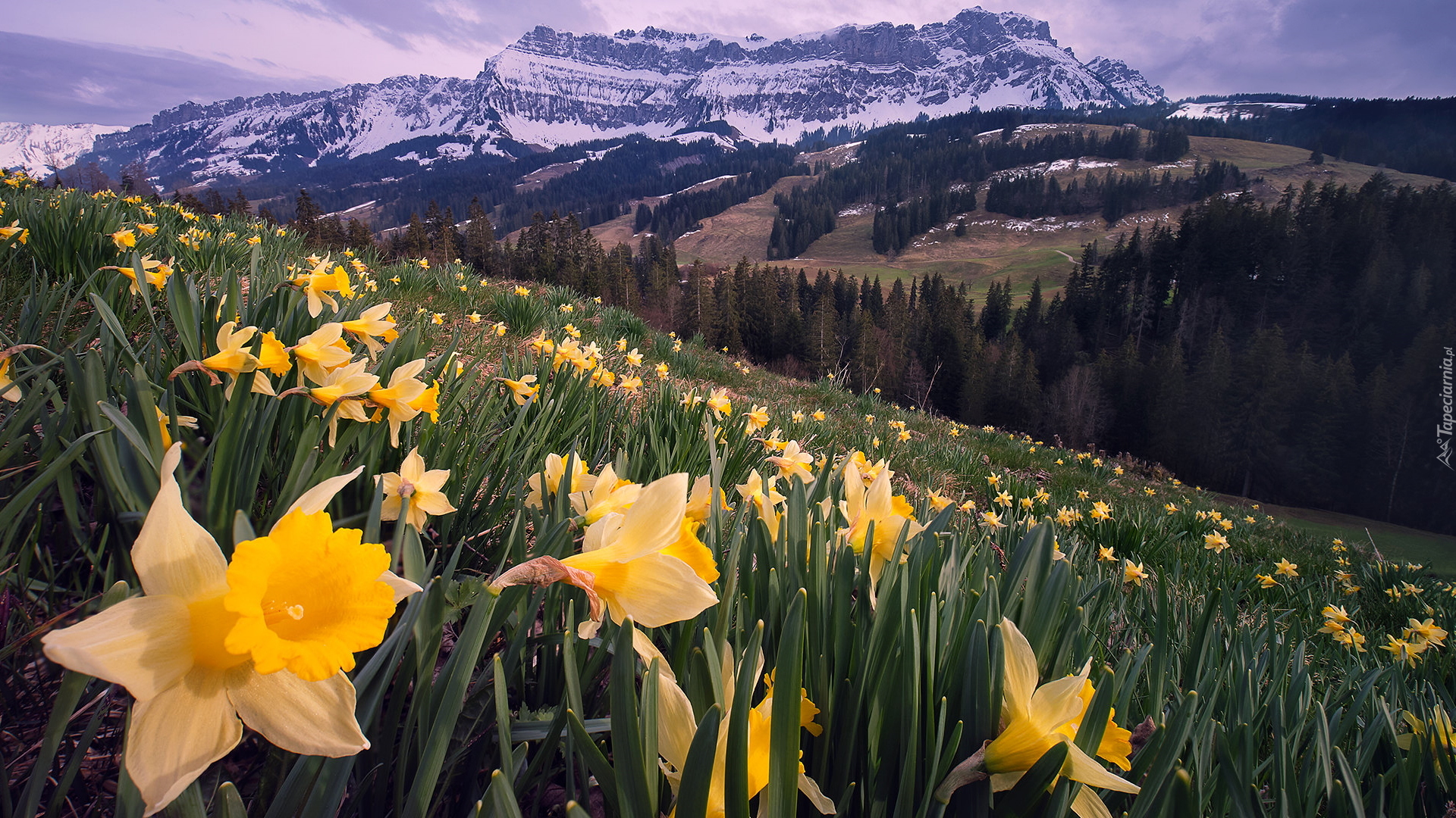 Wiosna, Góry, Alpy Emmentalskie, Dolina Emmental, Łąka, Narcyzy żonkile, Kanton Berno, Szwajcaria