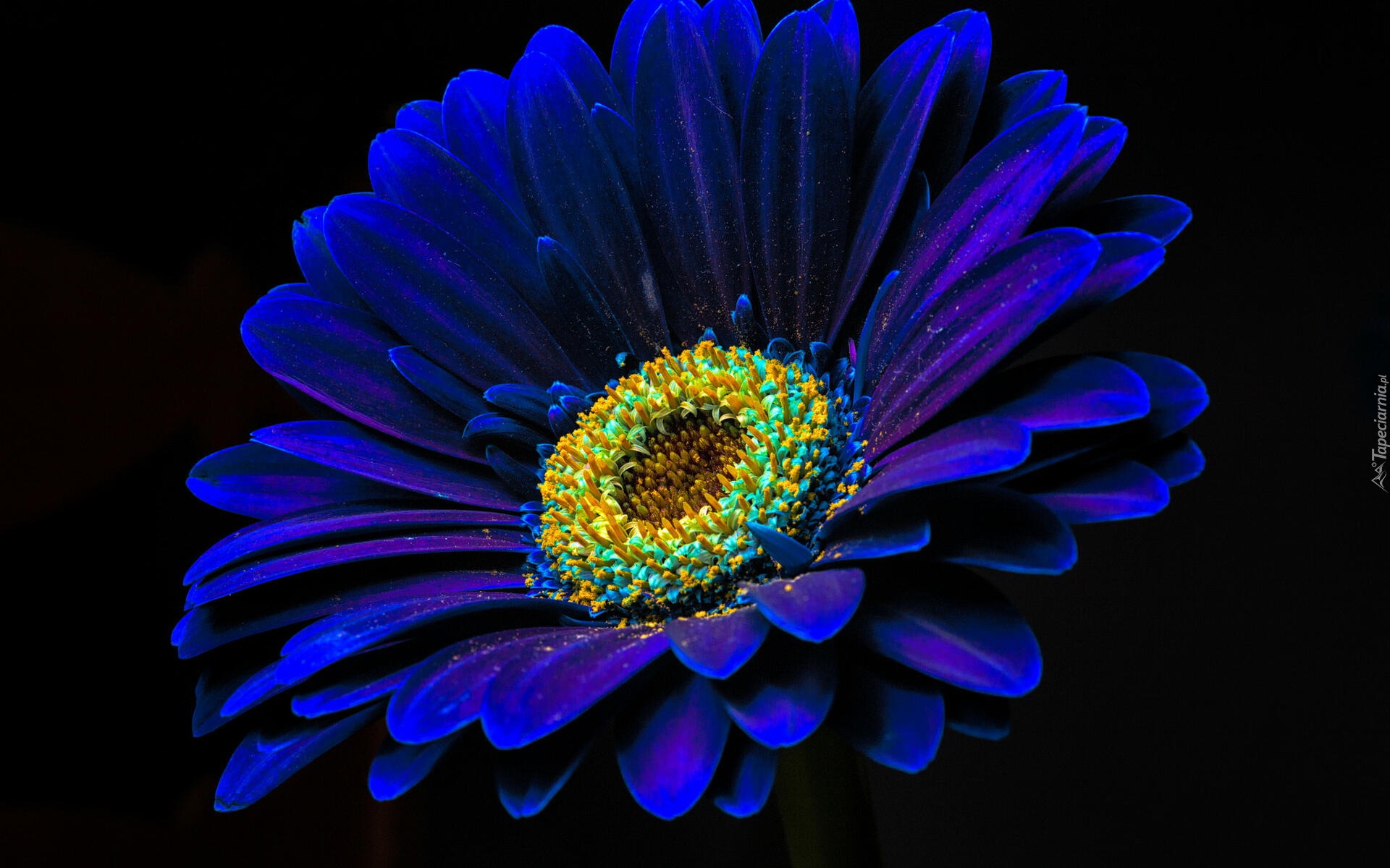 Kwiat, Niebieska, Gerbera