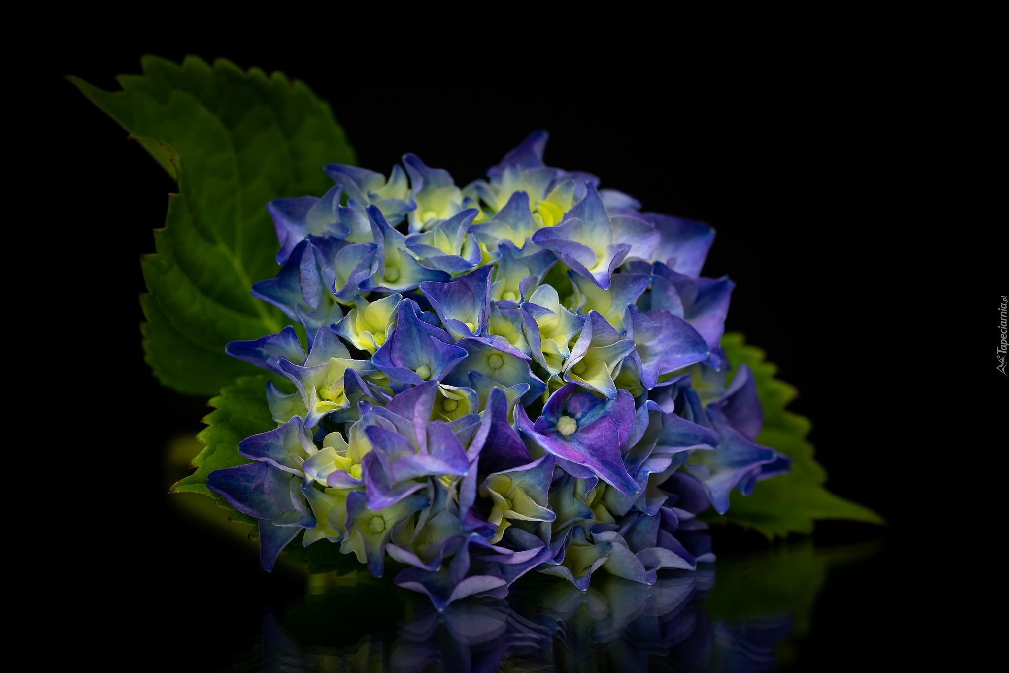 Kwiat, Hortensja, Niebieska, Liście, Ciemne tło