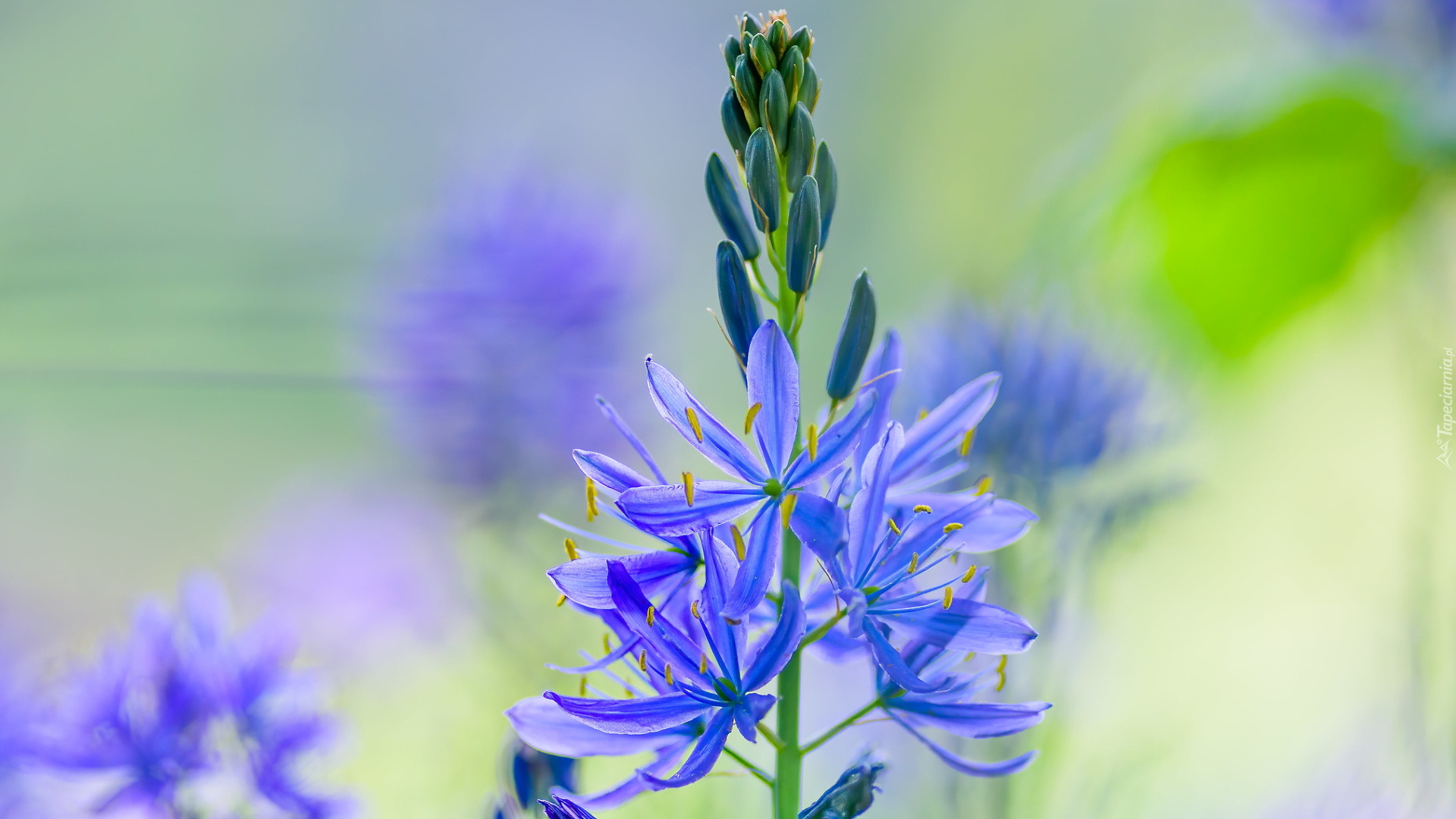 Niebieski, Kwiat, Kamasja