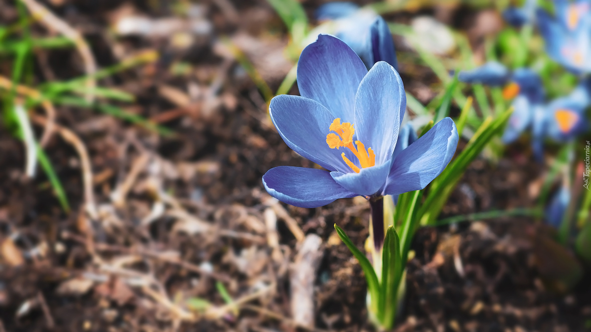 Kwiat, Niebieski, Krokus