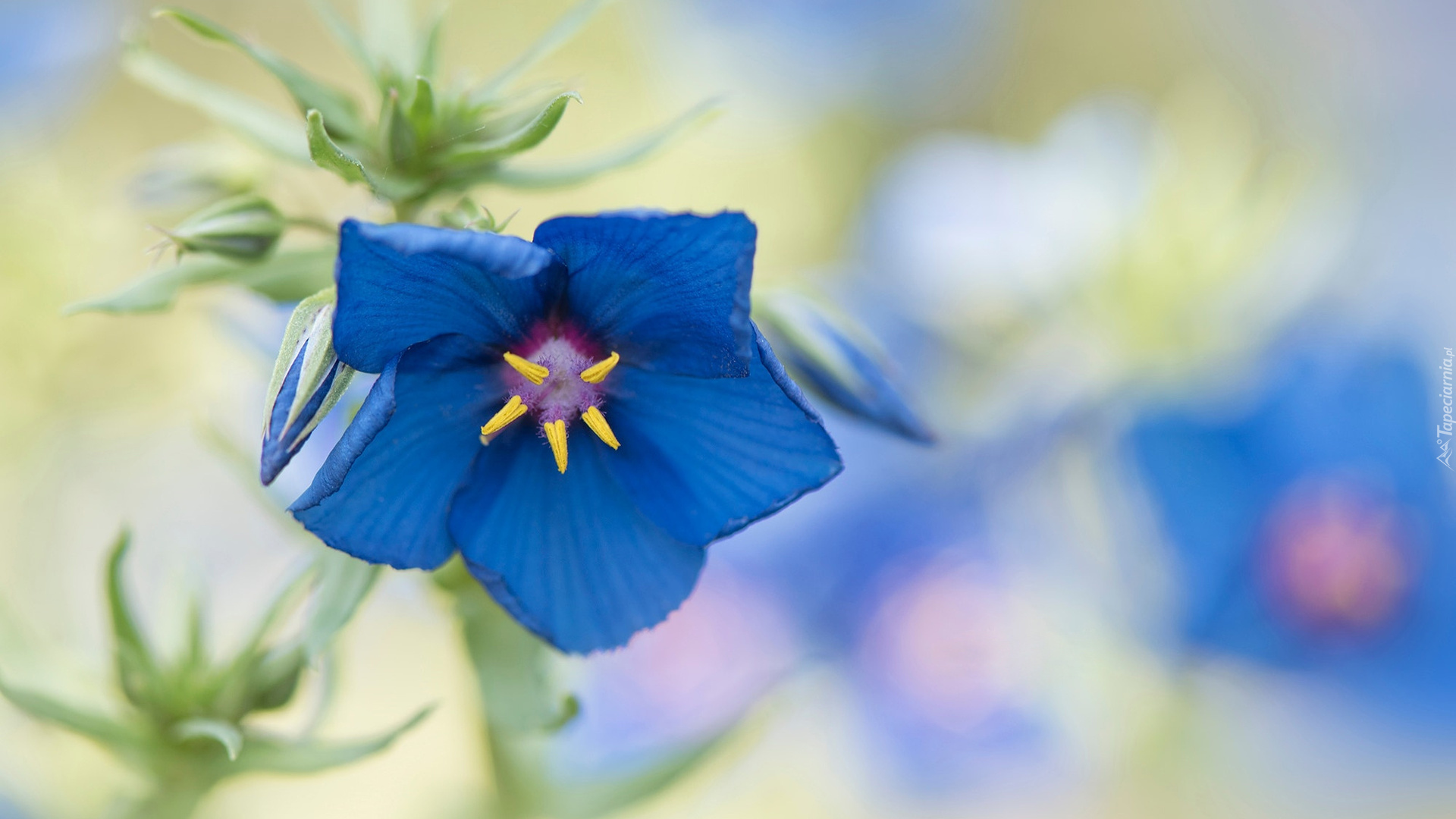 Niebieski, Kwiat, Kurzyślad, Anagallis, Rozmyte tło