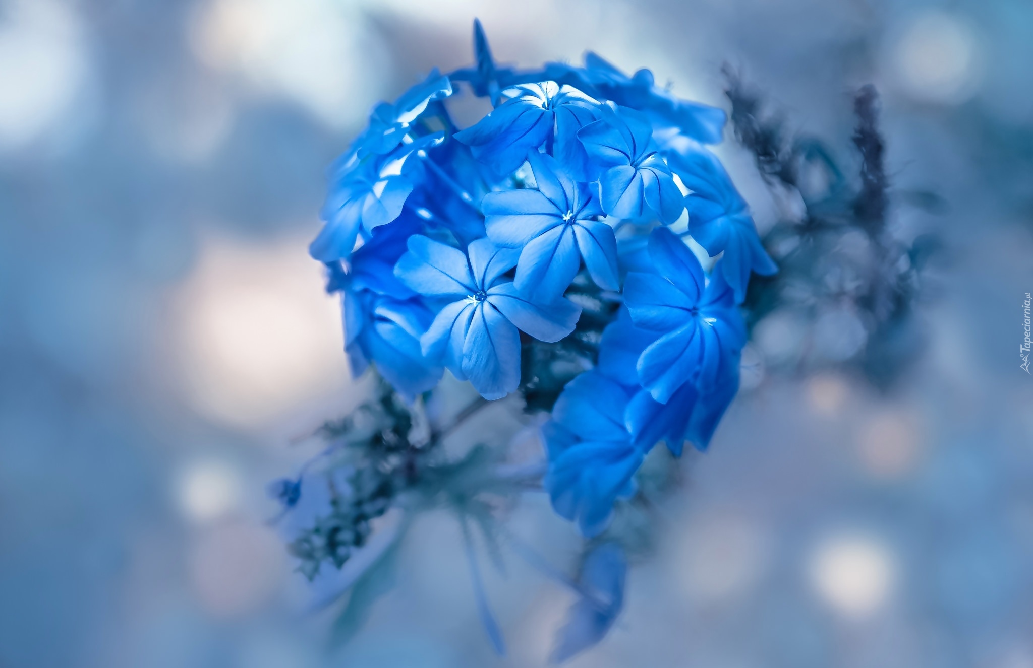 Niebieski, Kwiat, Rozmyte tło