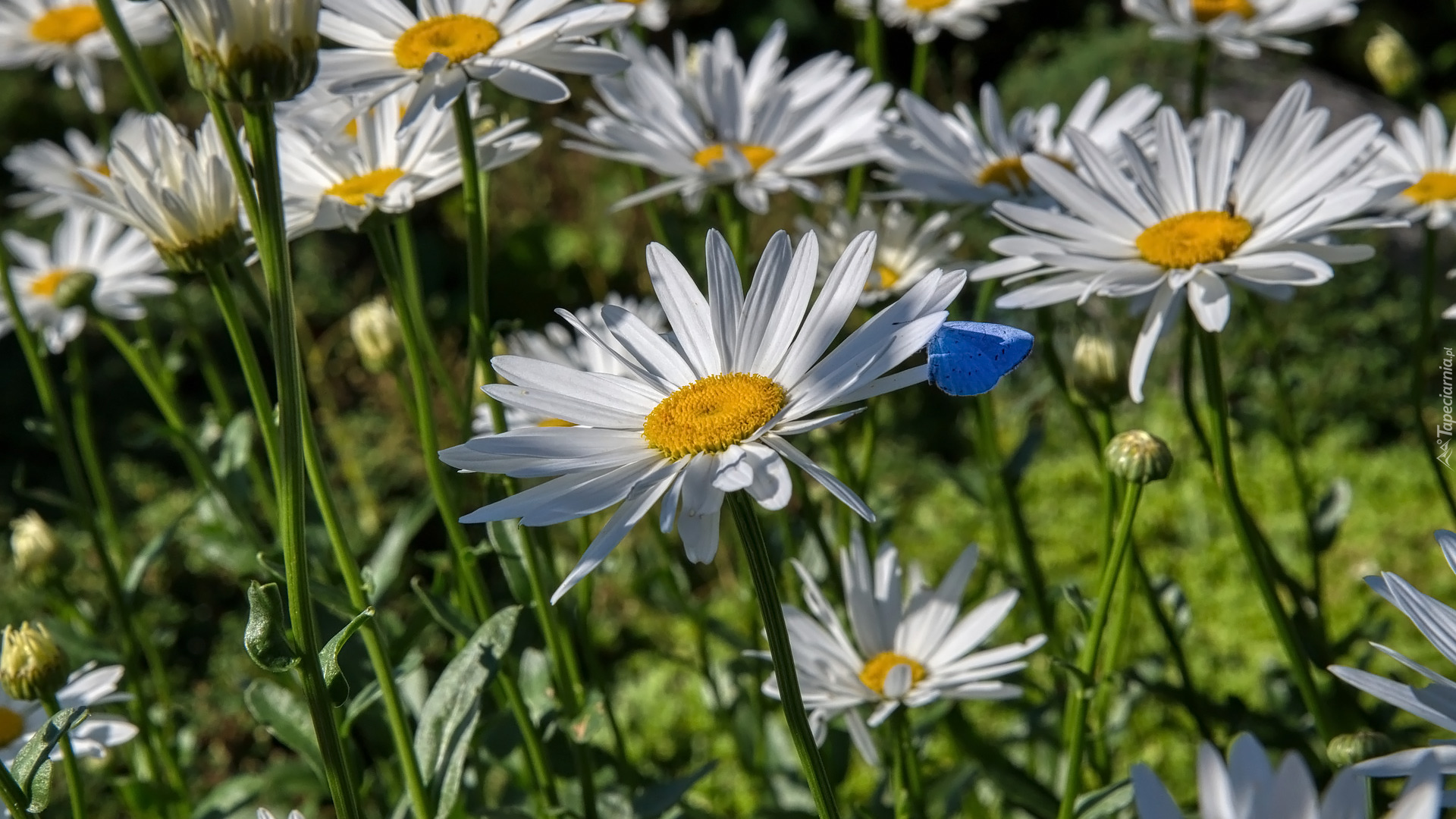 Kwiaty, Margerytki, Niebieski, Motyl