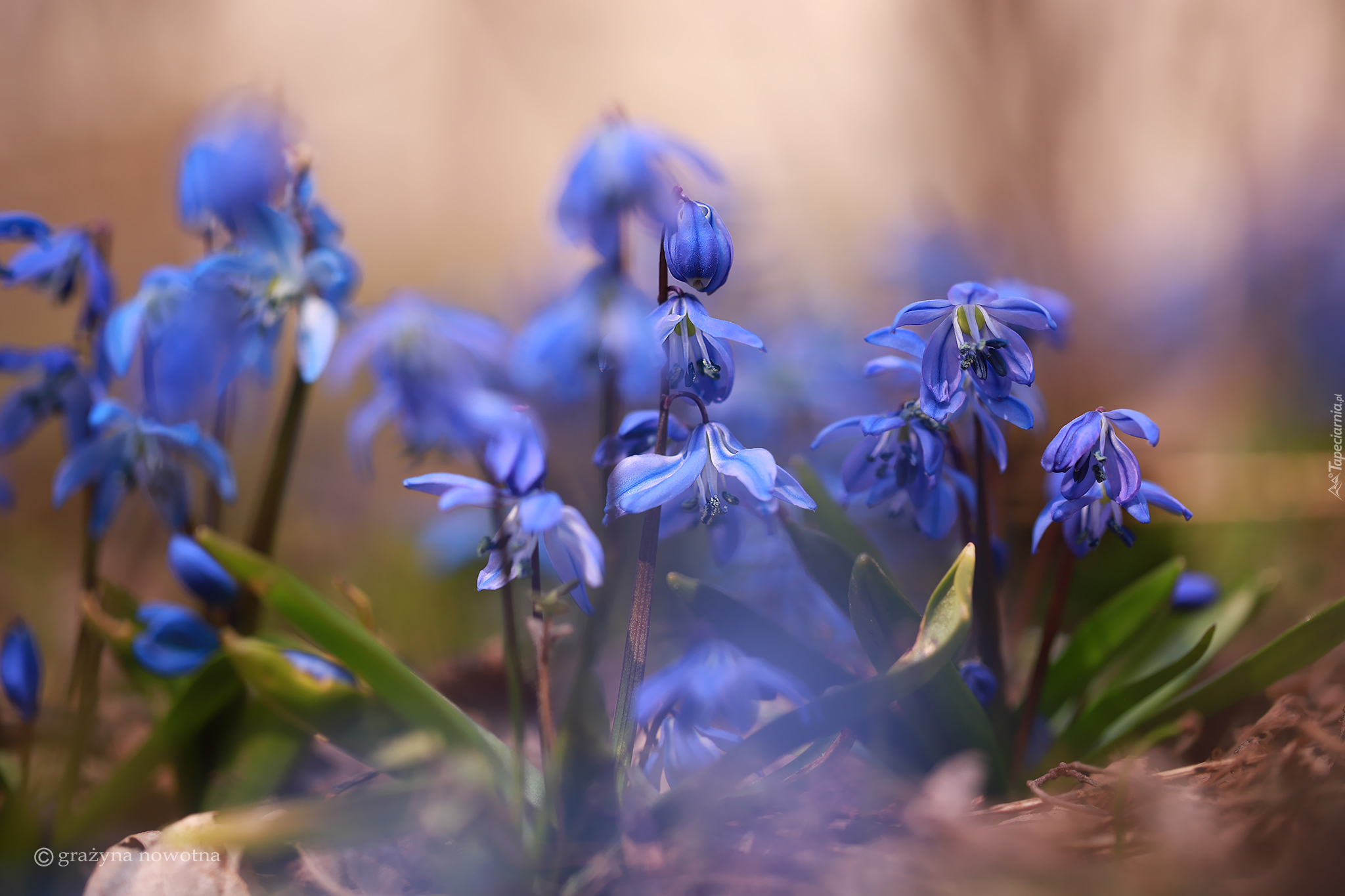 Cebulice syberyjskie, Kwiaty, Niebieskie, Zbliżenie