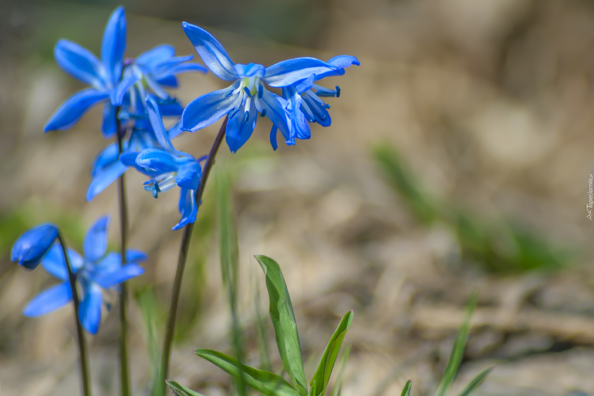 Niebieskie, Kwiatki, Cebulica syberyjska