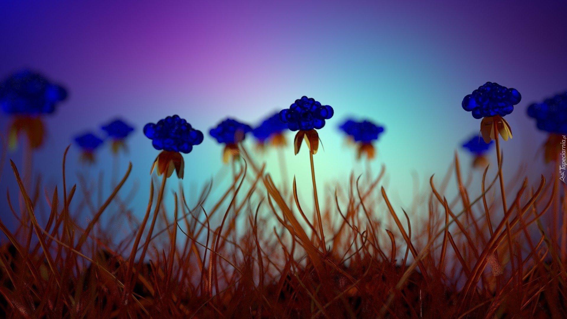 Rośliny, Kwiaty, Niebieskie