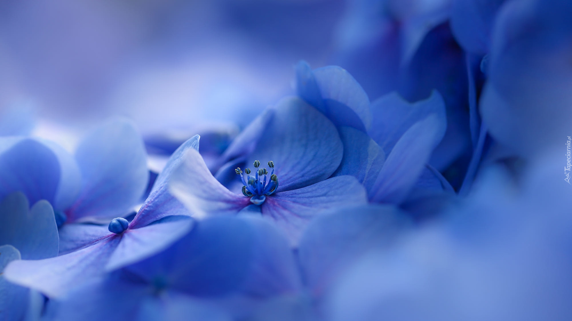 Niebieskie, Kwiaty, Hortensja, Rozmyte tło