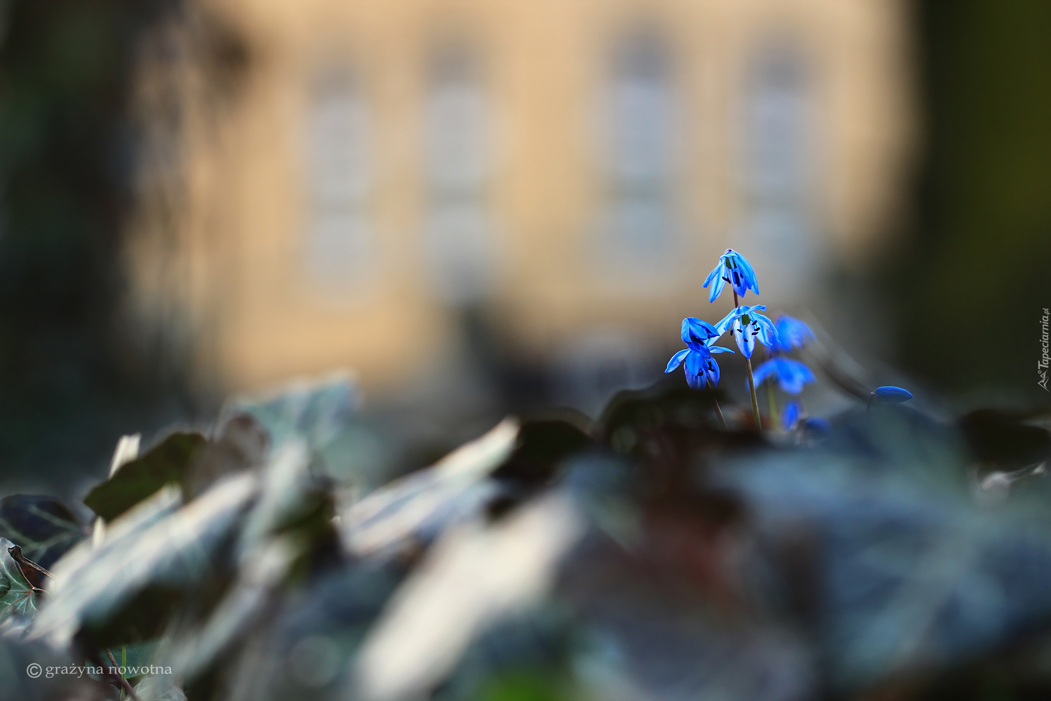 Cebulice Syberyjskie, Niebieskie, Kwiatki