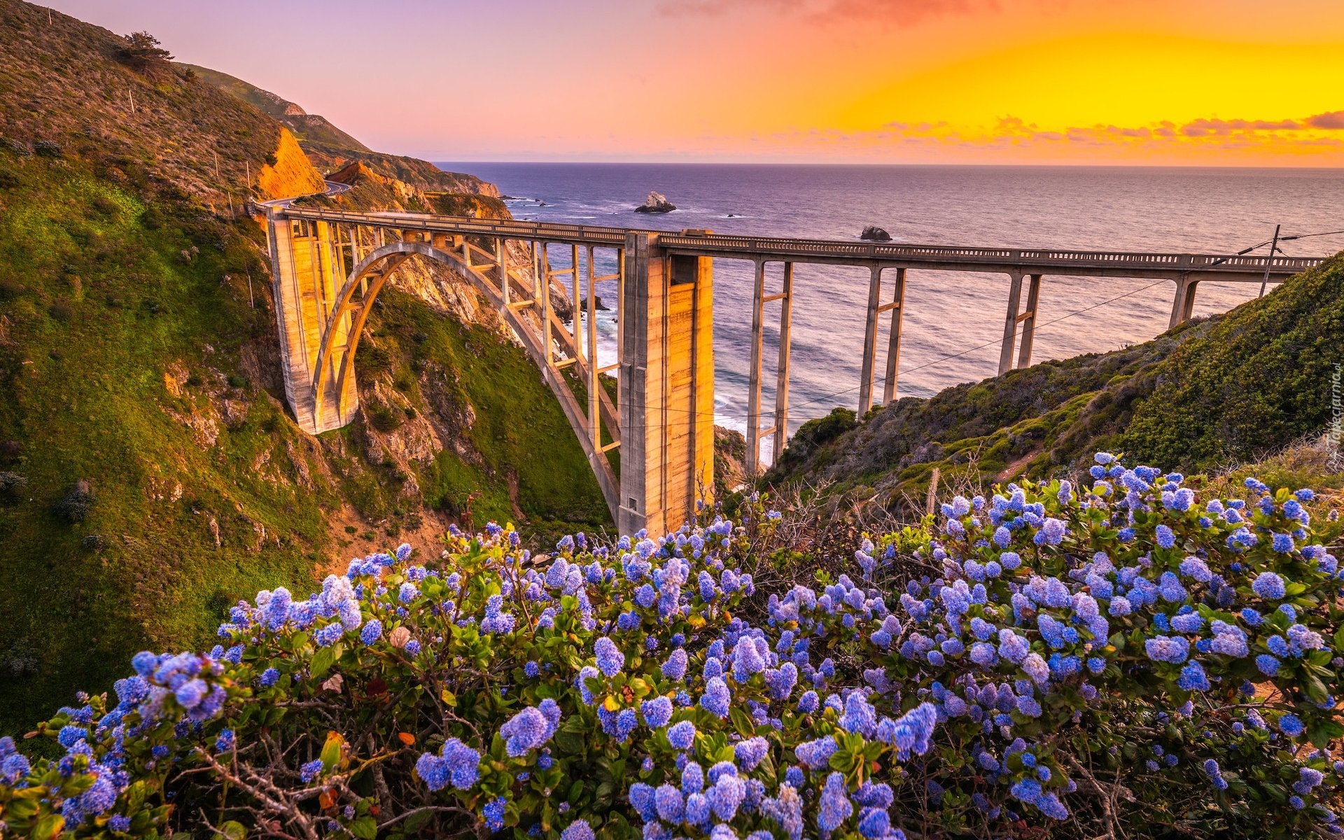 Stany Zjednoczone, Kalifornia, Morze, Most Bixby Creek Bridge, Wybrzeże, Region Big Sur, Zachód słońca, Kwiaty, Łąka