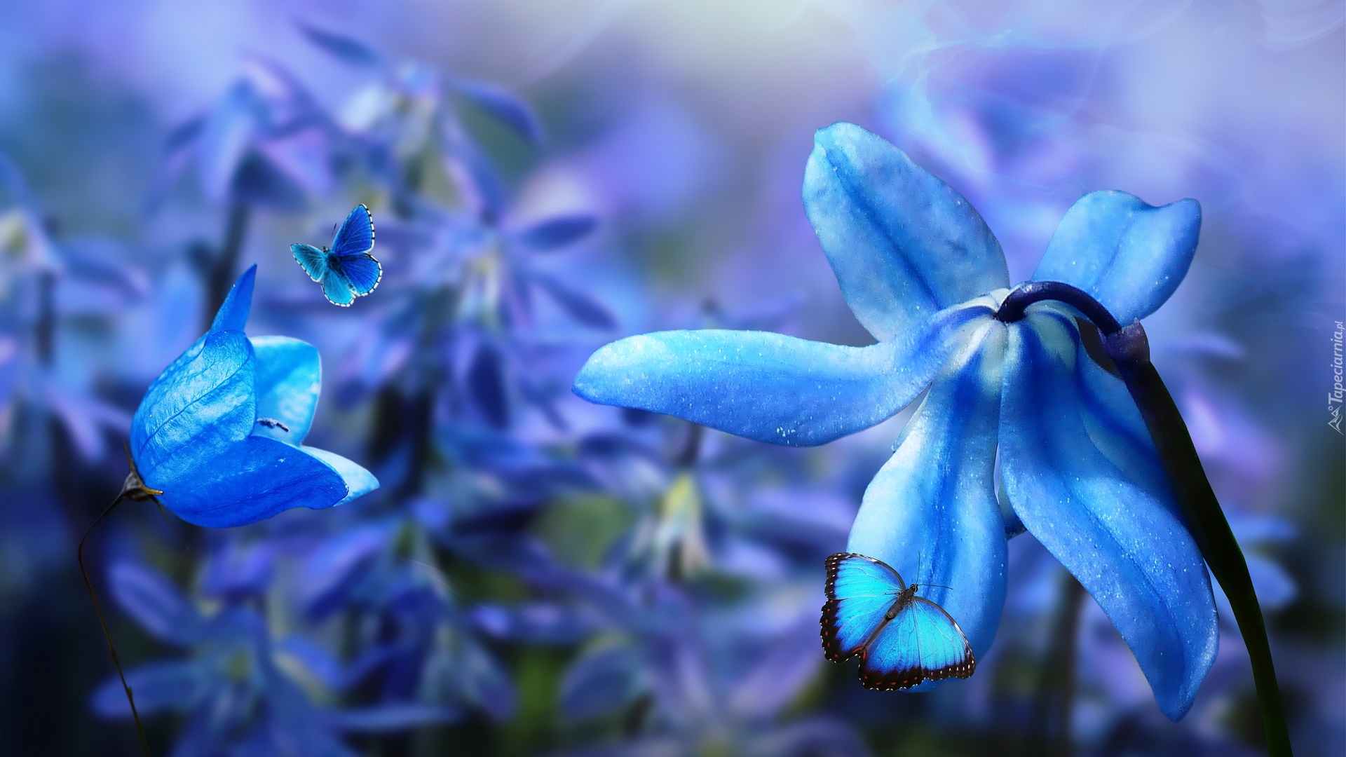 Kwiaty, Niebieskie, Płatki, Cebulica, Dzwonek, Motyle