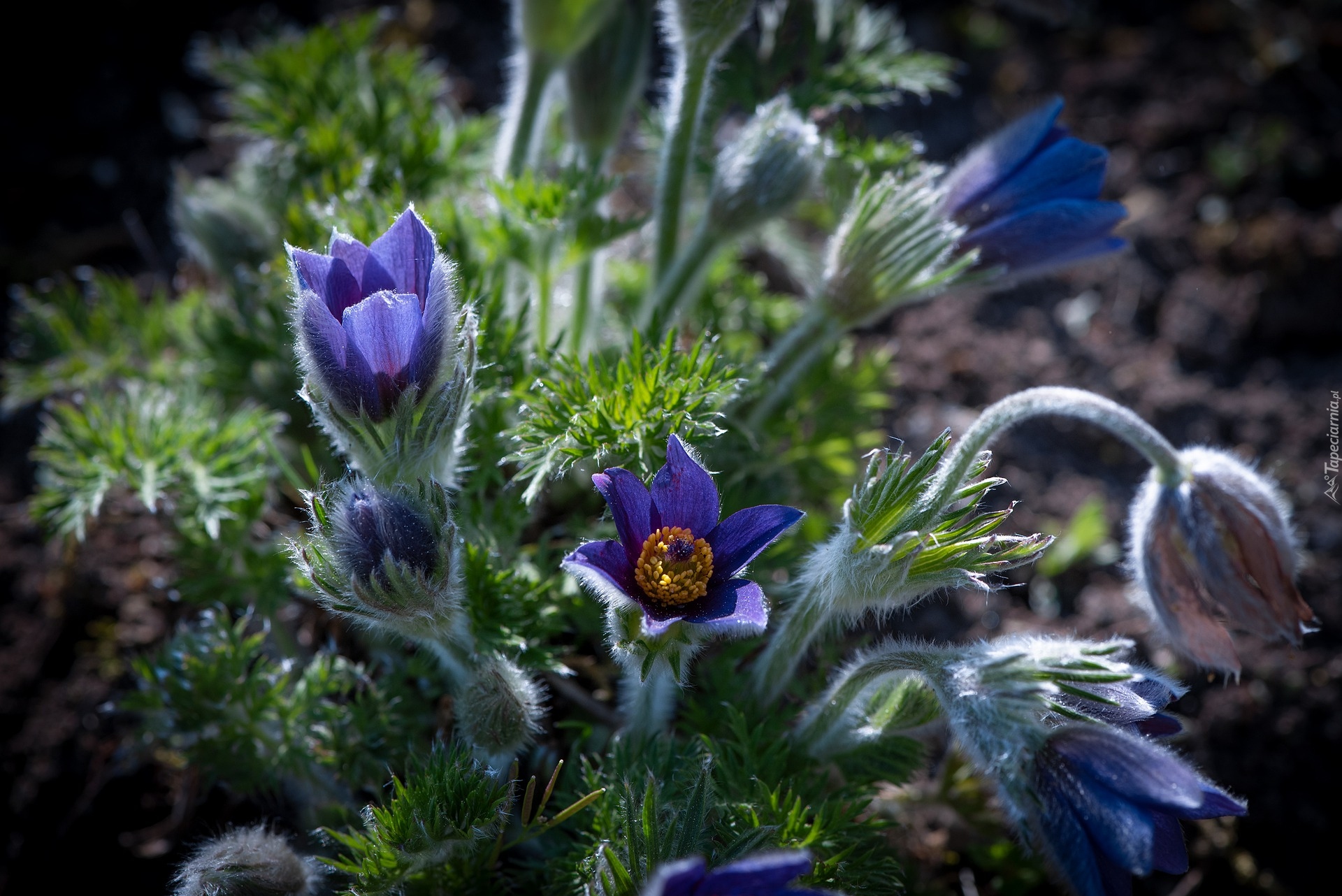 Kwiaty, Niebieskie, Sasanki