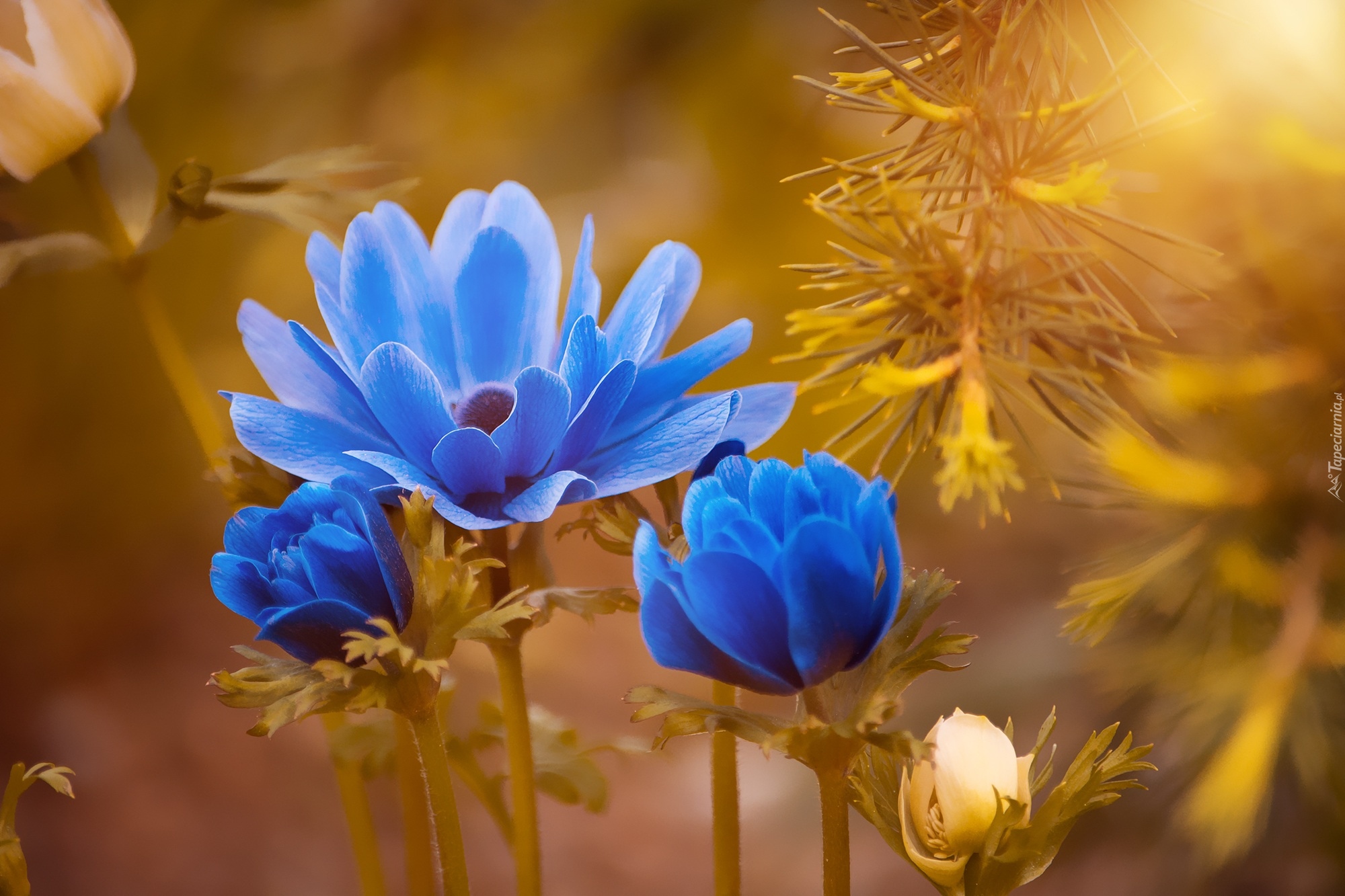 Zawilec, Niebieski, Kwiat
